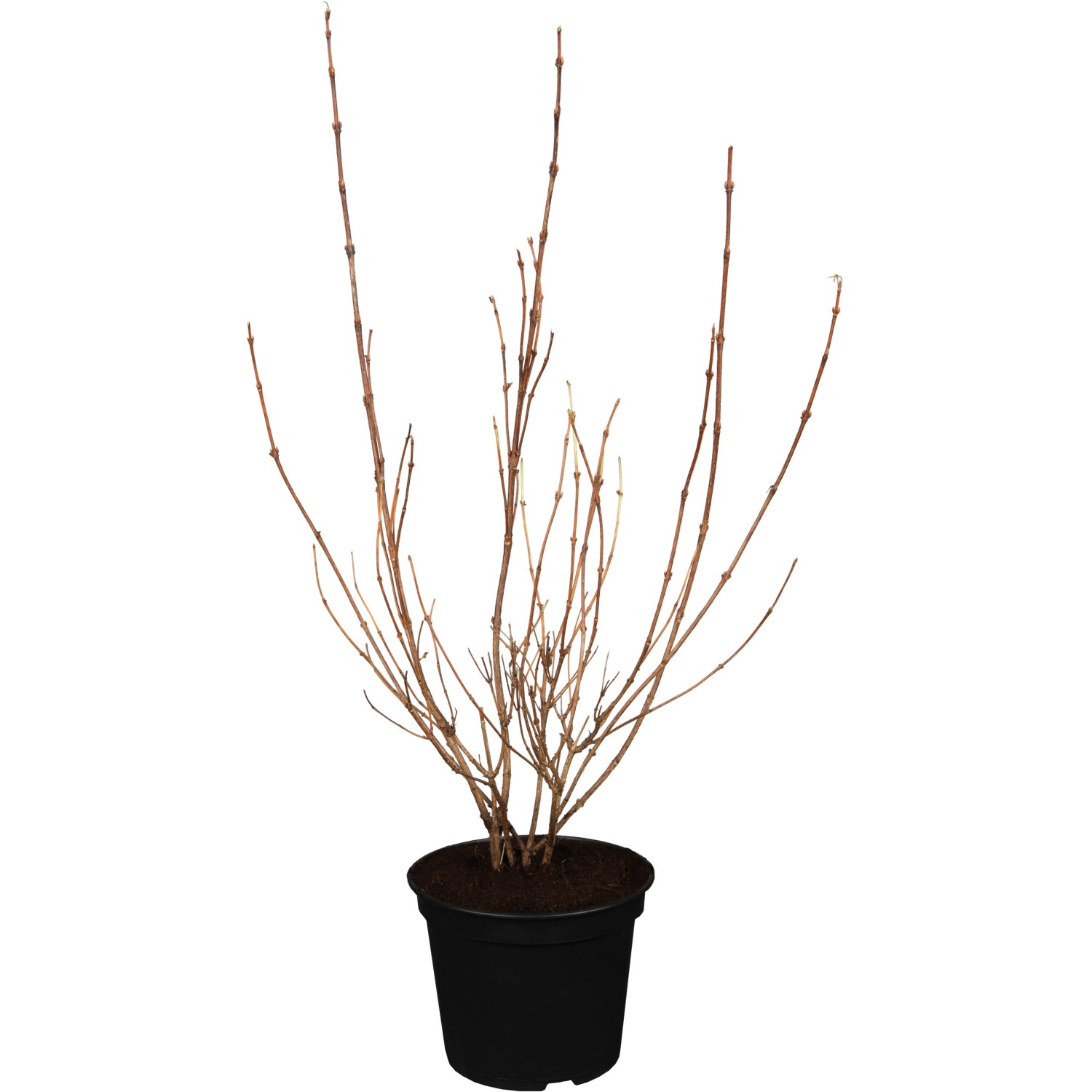 OBI Buntblättrige Zwerg-Weigelie Nana Variegata Höhe 50 - 60 cm Topf ca. 3, günstig online kaufen