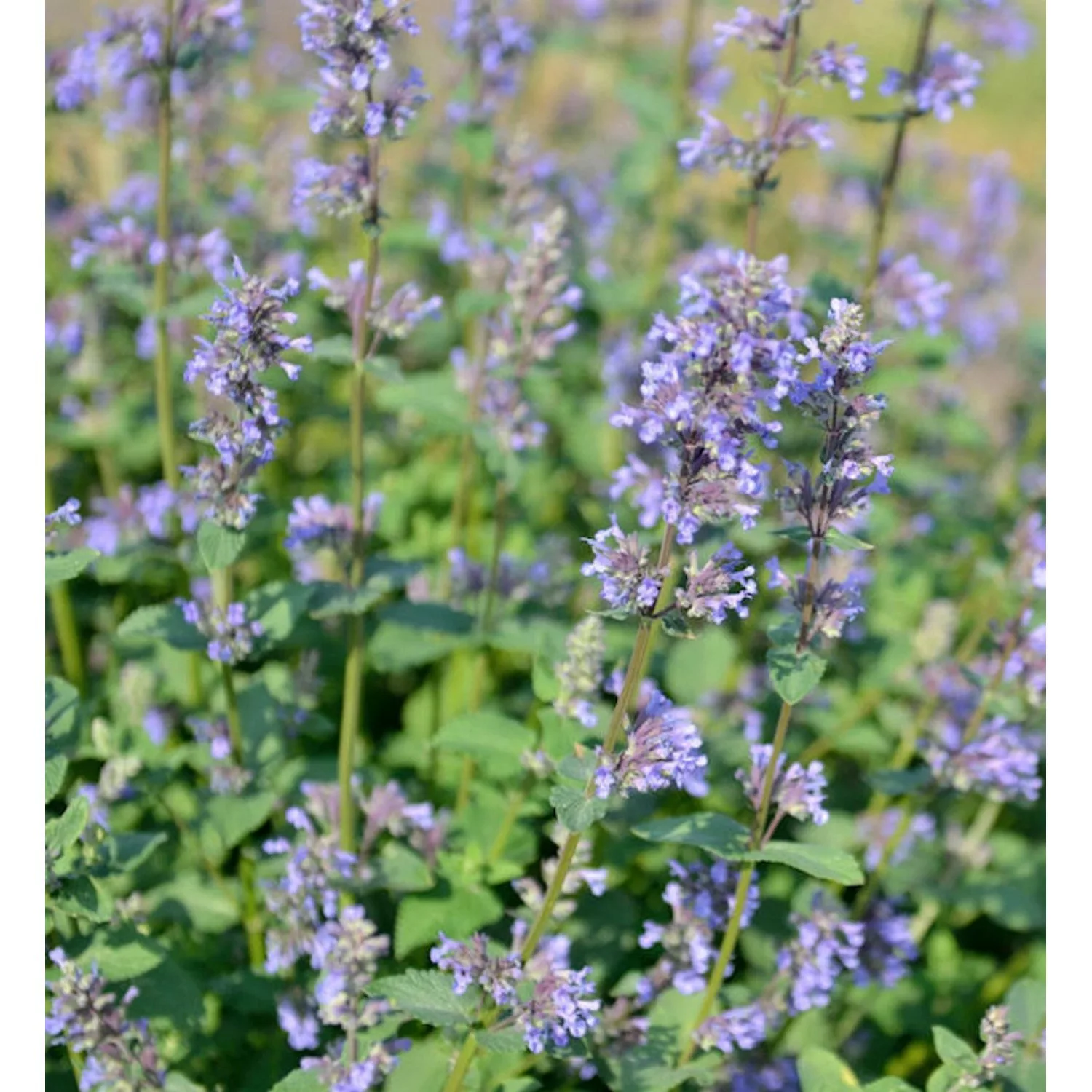 Katzenminze Zinsers Giant - Nepeta grandiflora günstig online kaufen