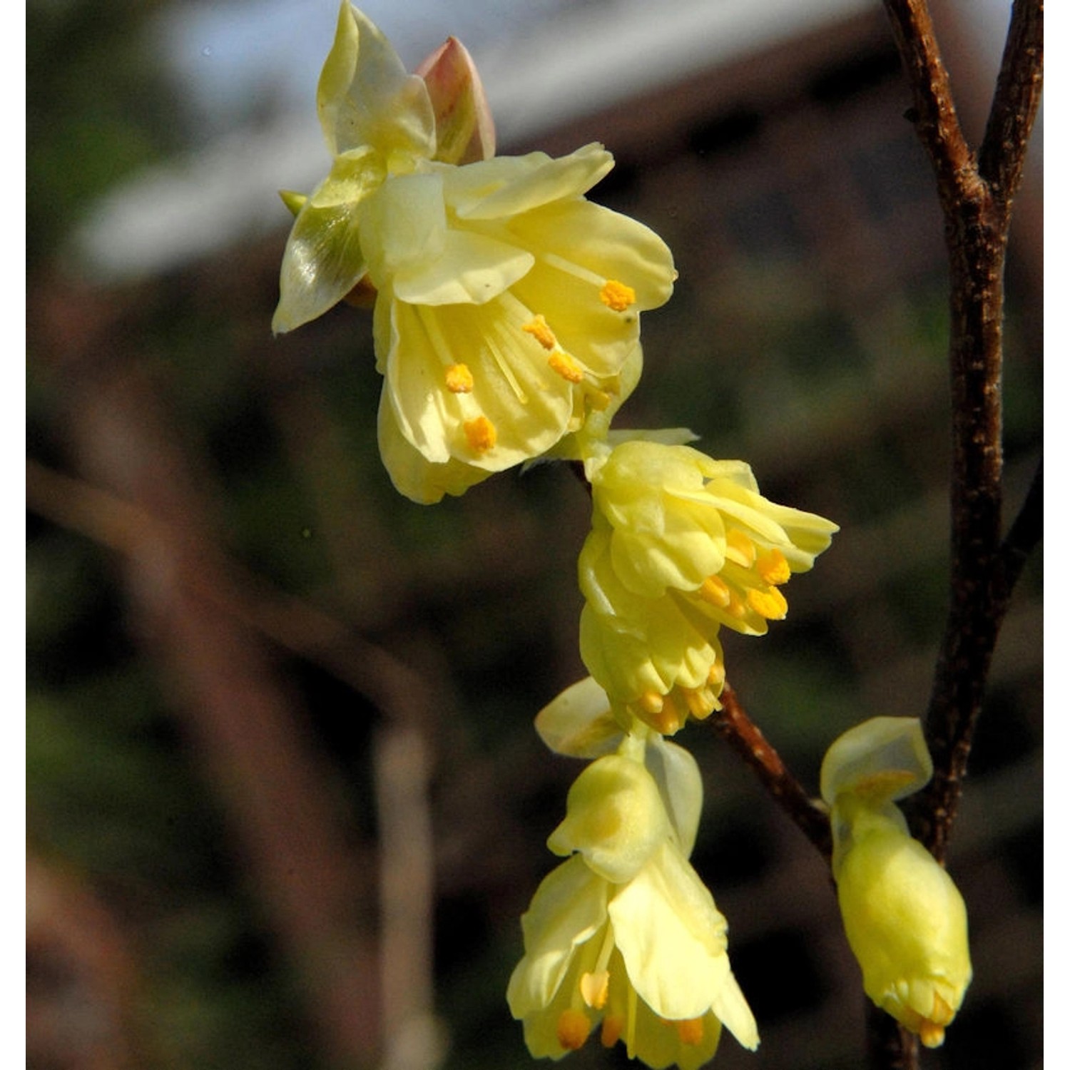 Niedrige Scheinhasel 80-100cm - Corylopsis pauciflora günstig online kaufen