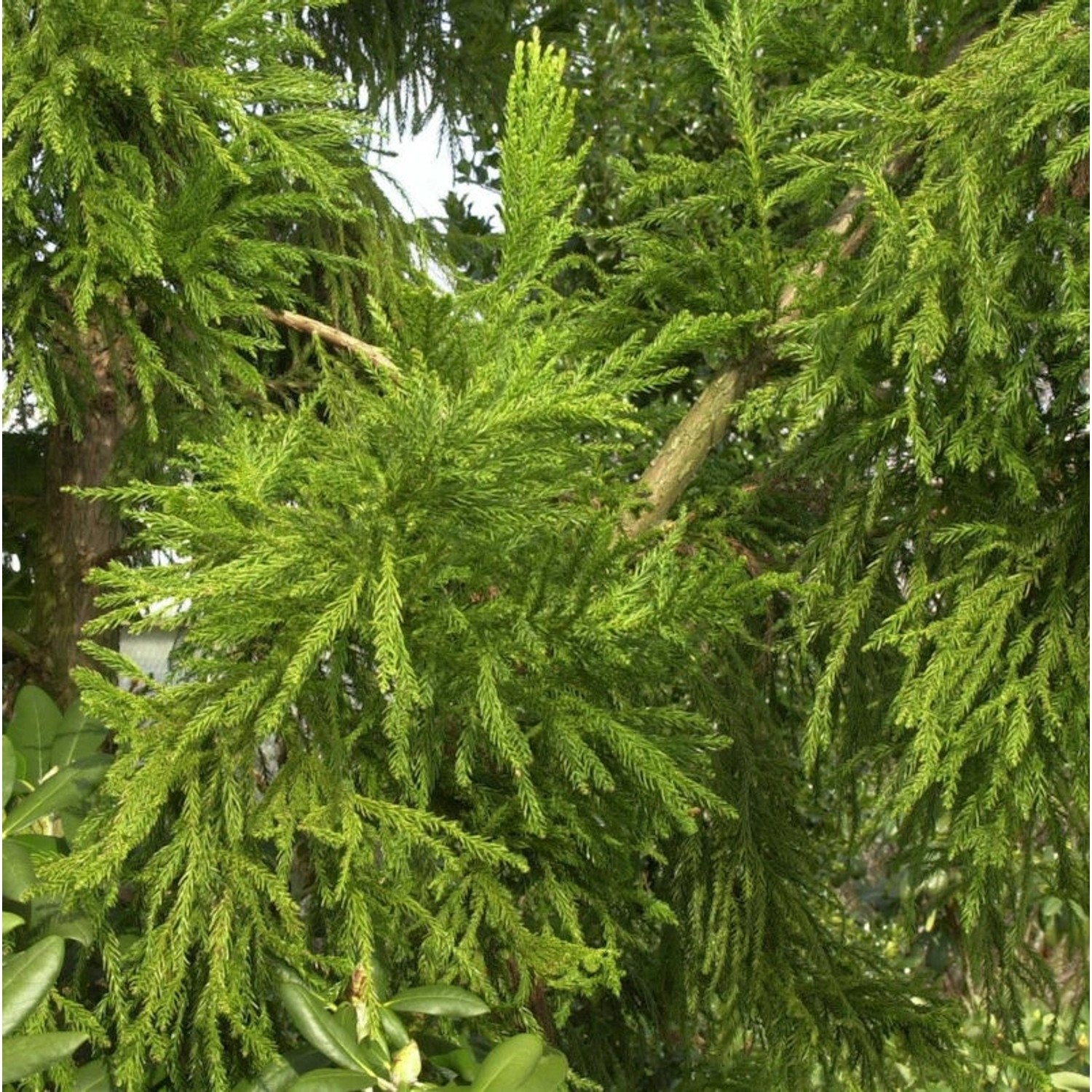 Hahnenkamm Sicheltanne Cristata 30-40cm - Cryptomeria japonica günstig online kaufen