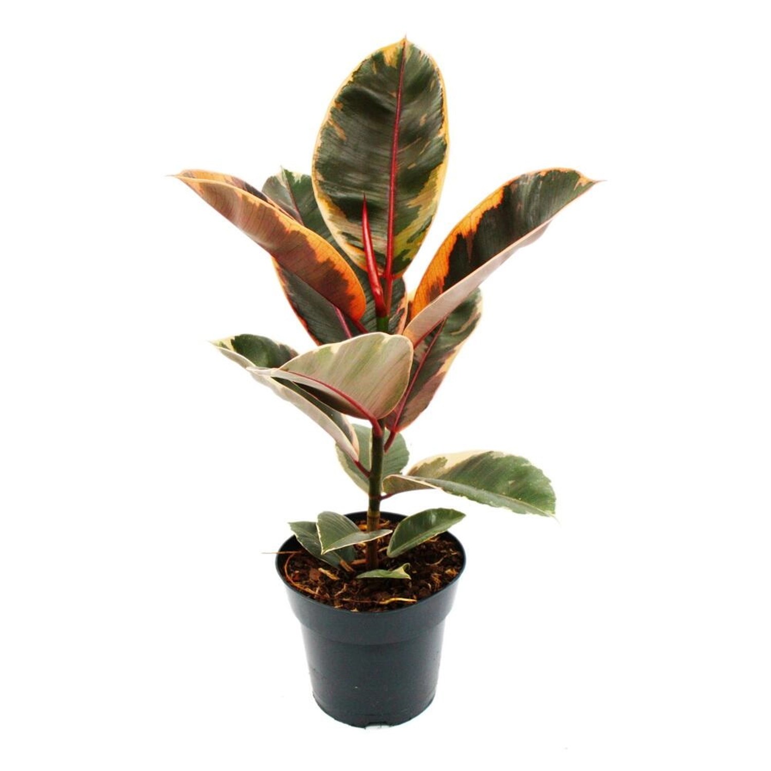Exotenherz Rotbunter Gummibaum Ficus Elastica Belize 17cm Topf günstig online kaufen