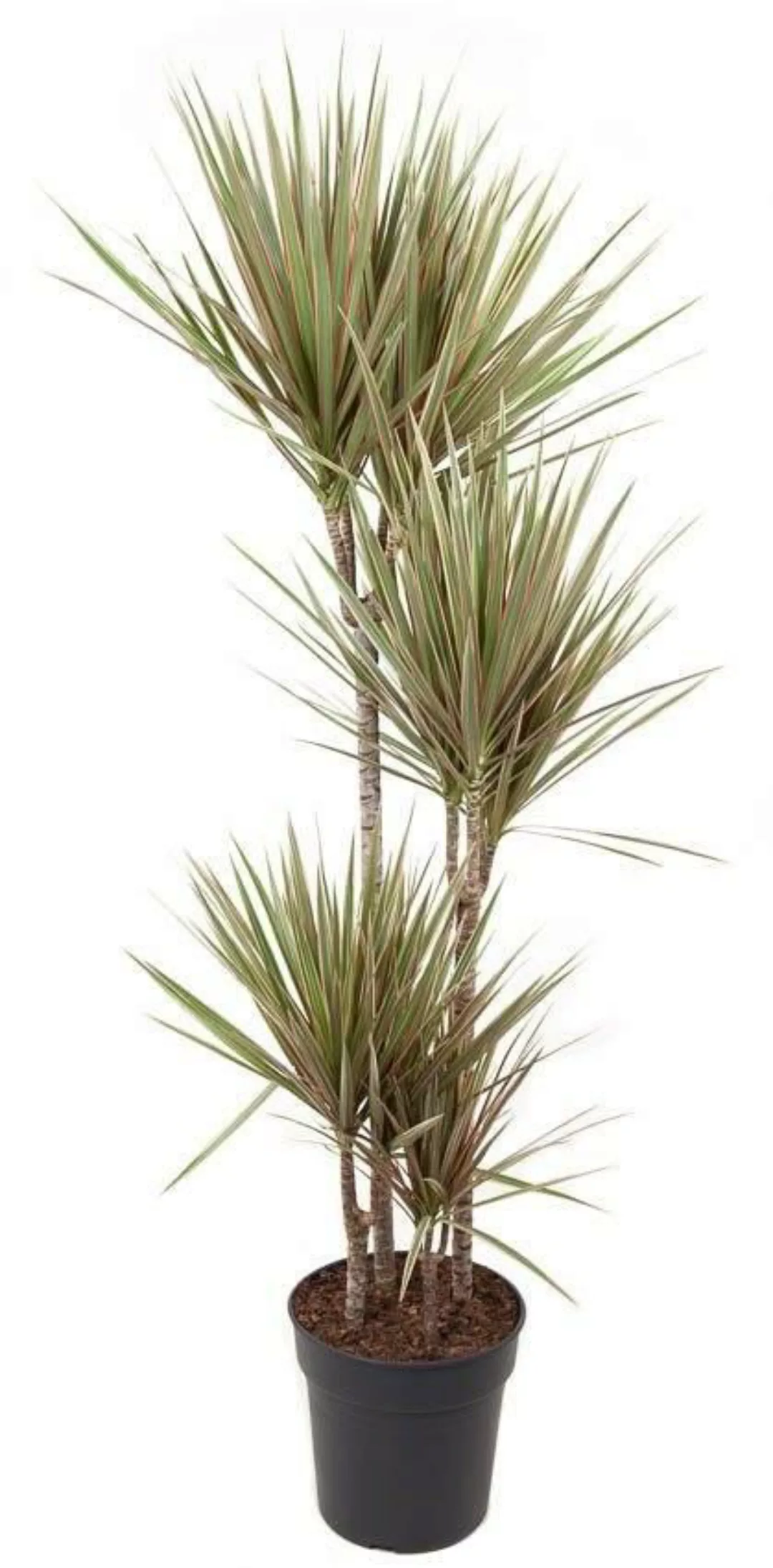 Perfect Plant | Pflanze Dracaena Bicolor 140-150 cm günstig online kaufen