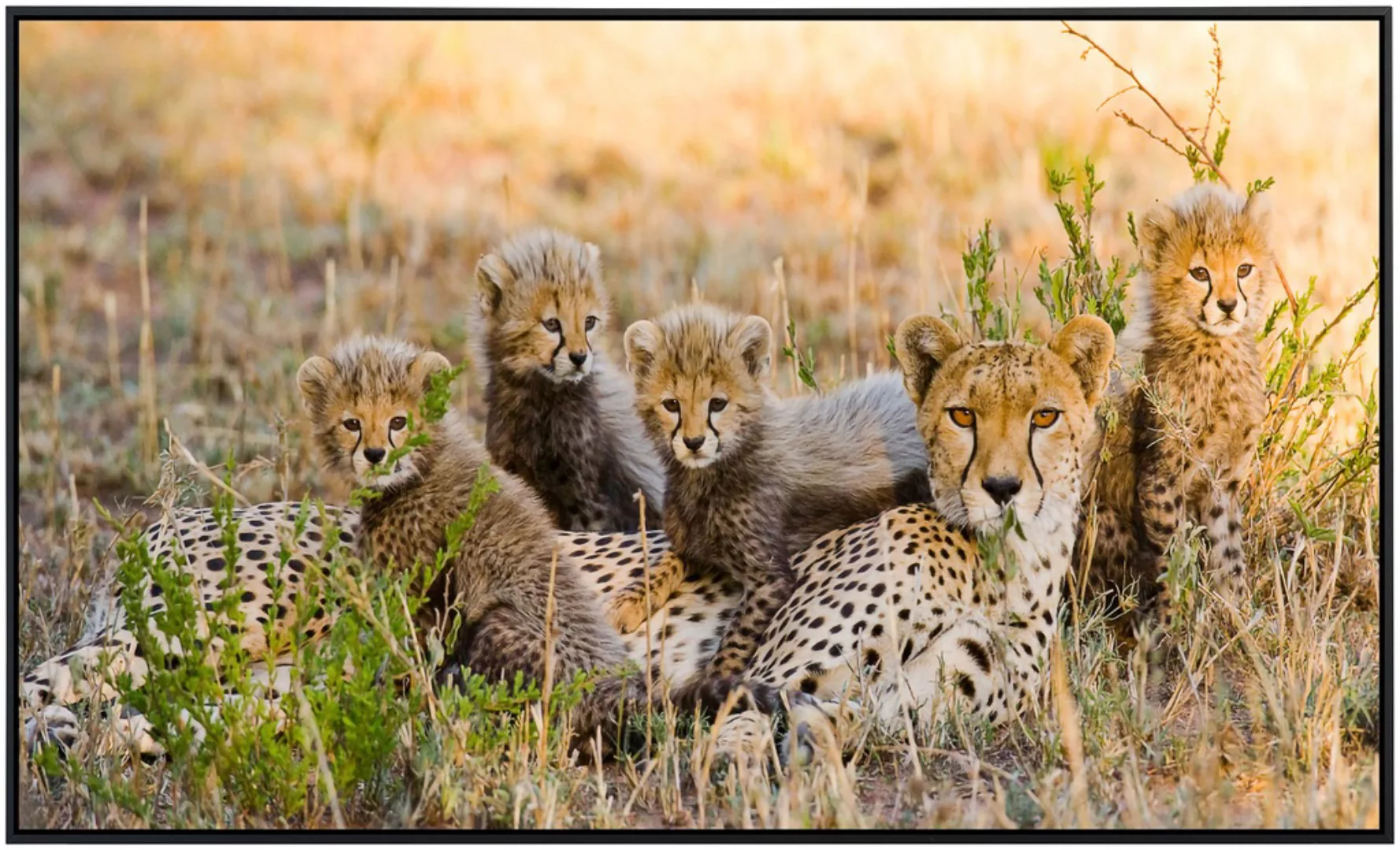 Papermoon Infrarotheizung »Gepard und Jungen« günstig online kaufen
