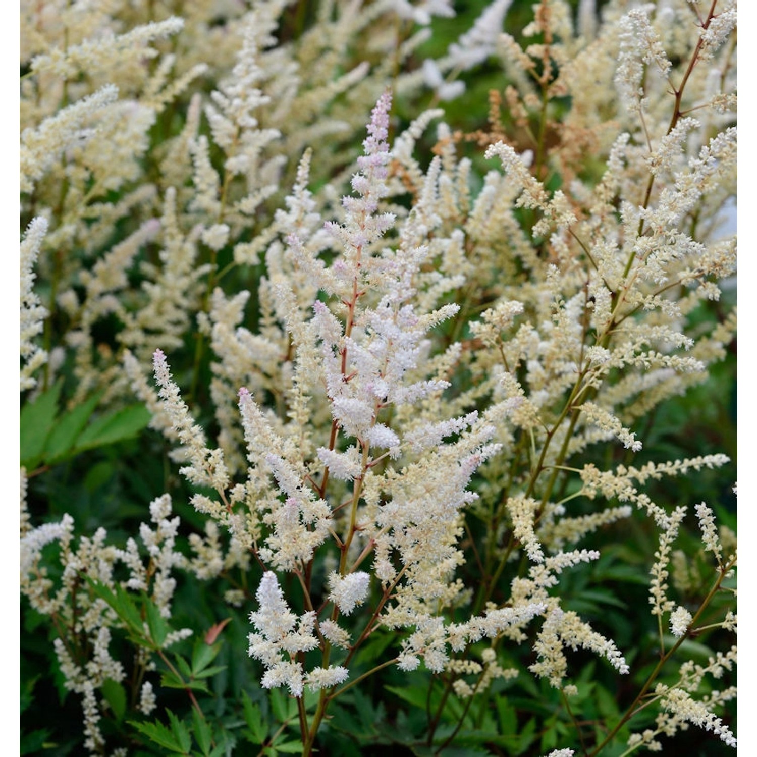 Prachtspiere Irrlicht - Astilbe Astilbe japonica günstig online kaufen