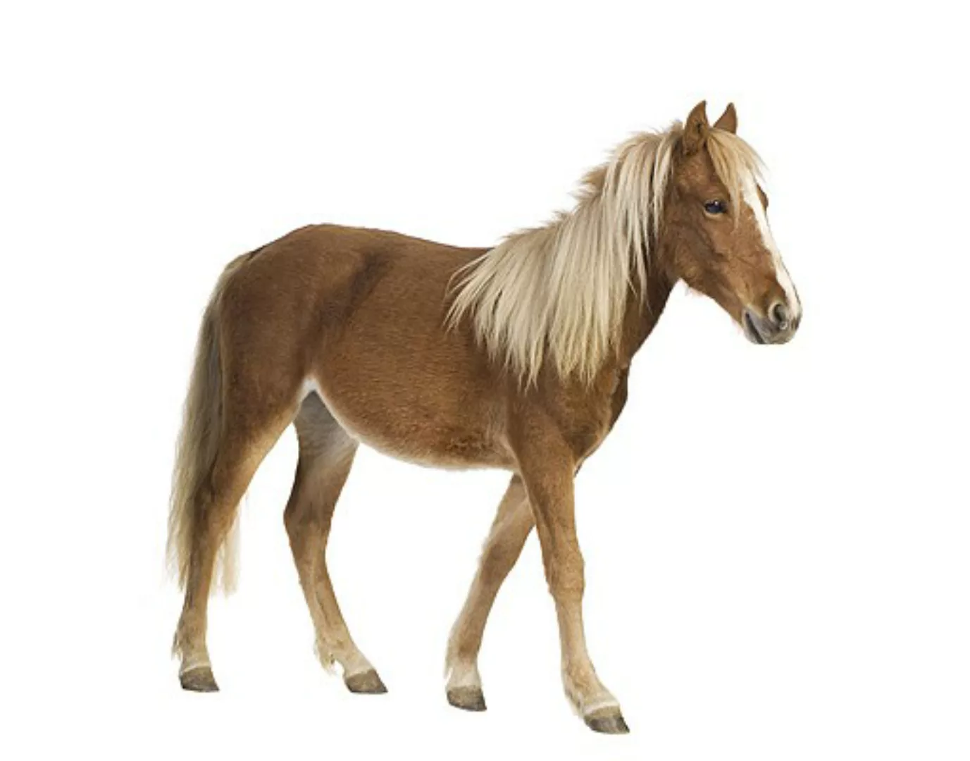 Wandtattoo Kinderzimmer No.136 Pony günstig online kaufen