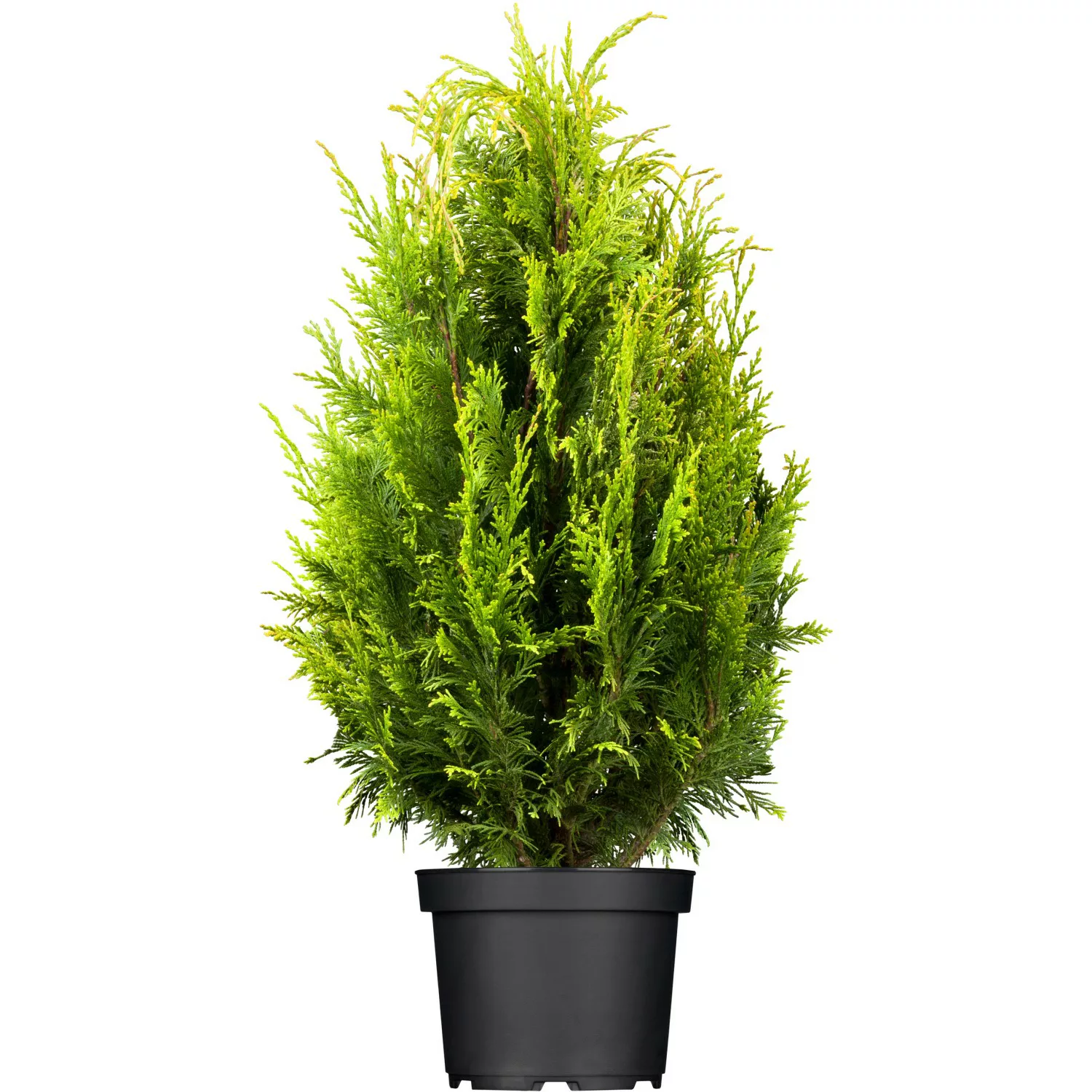 OBI Lebensbaum Smaragd Höhe ca. 20 - 30 cm Topf ca. 2 l Thuja günstig online kaufen