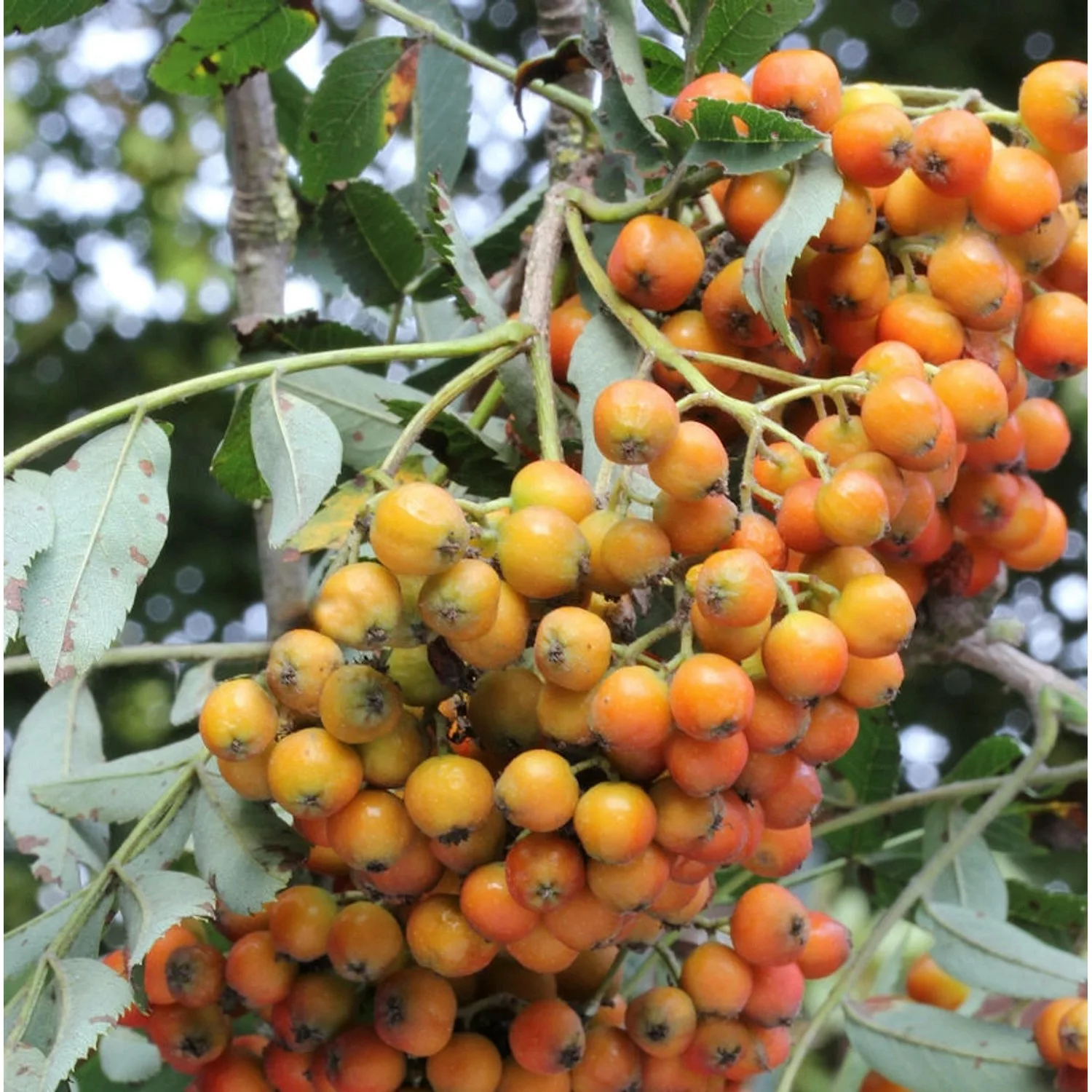 Mährische Eberesche Autumn Spire 100-125cm - Sorbus aucuparia günstig online kaufen