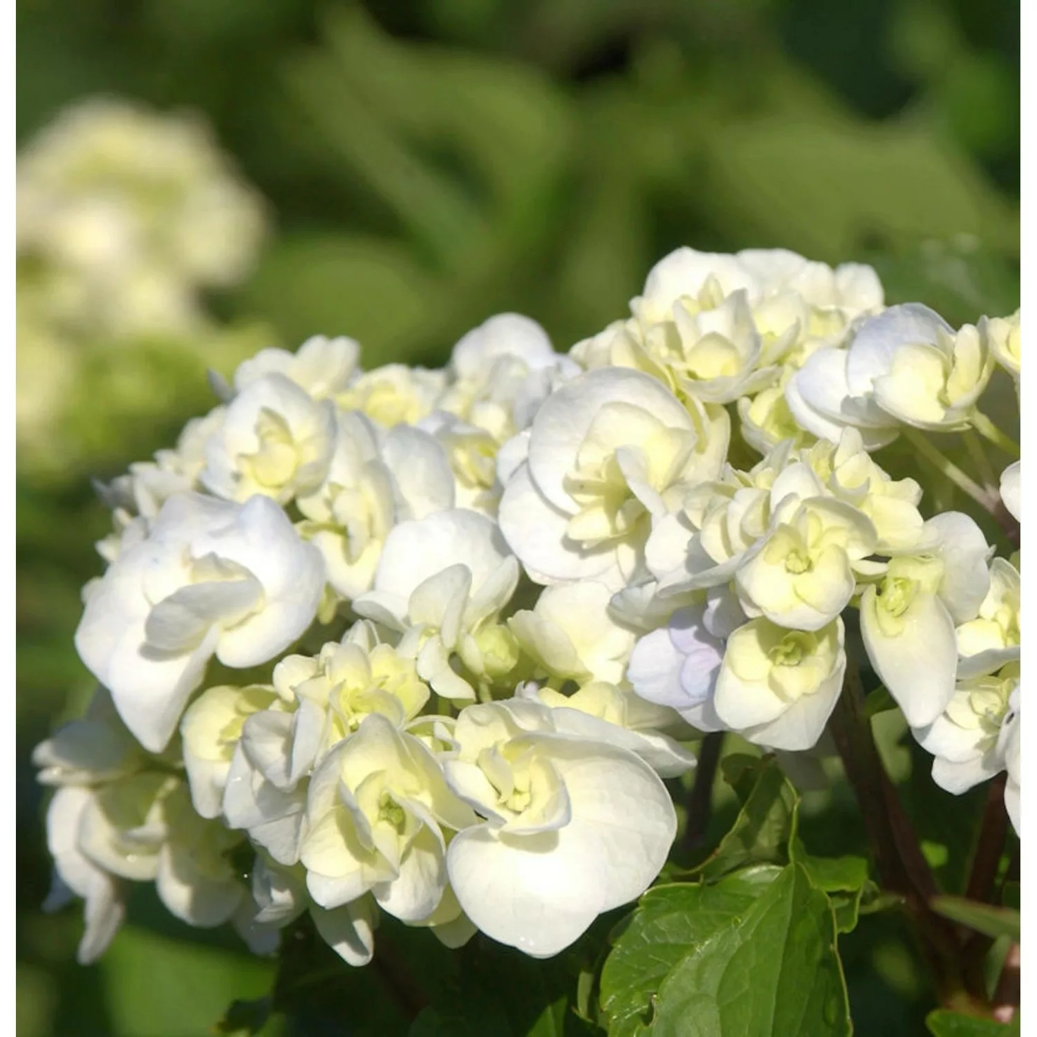 Bauernhortensie Lanarth White 30-40cm - Hydrangea macrophylla günstig online kaufen