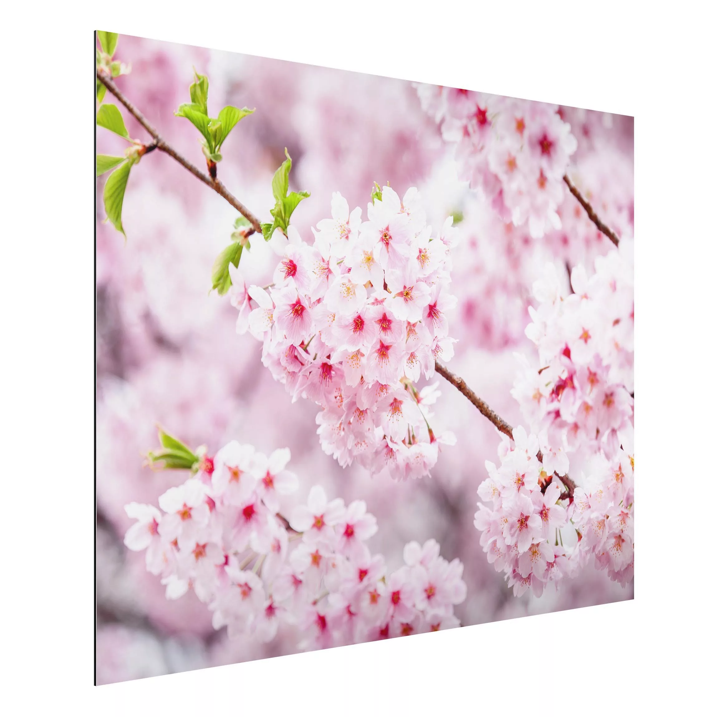 Alu-Dibond Bild Japanische Kirschblüten günstig online kaufen