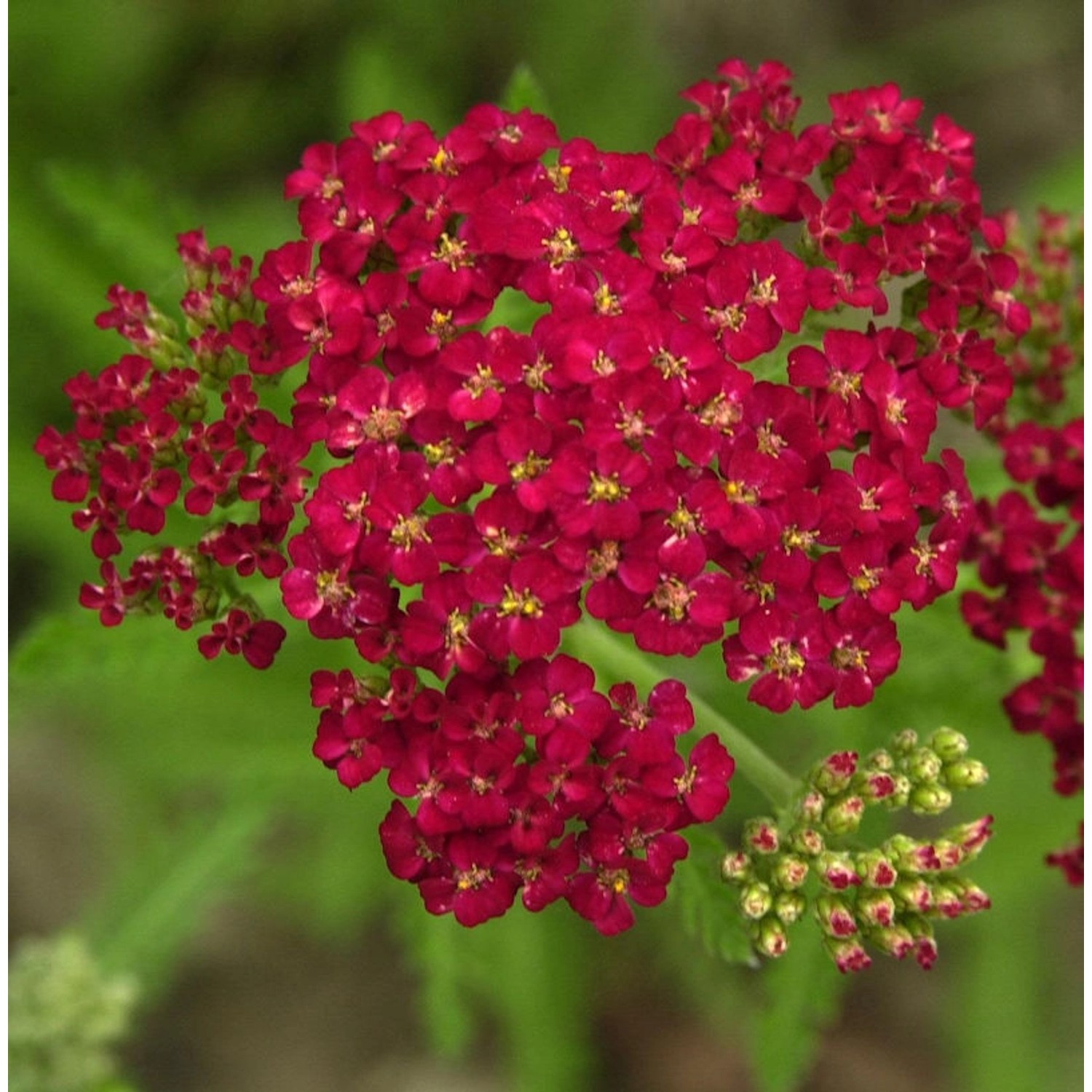 Schafgarbe Fanal - Achillea millefolium günstig online kaufen