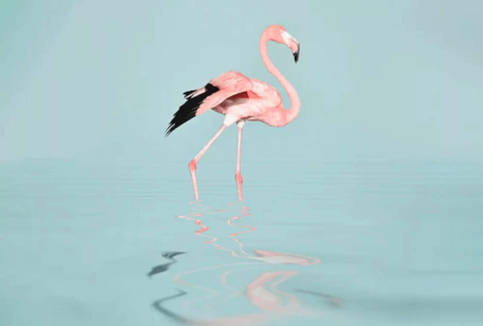 living walls Fototapete »ARTist Flamingo Water« günstig online kaufen