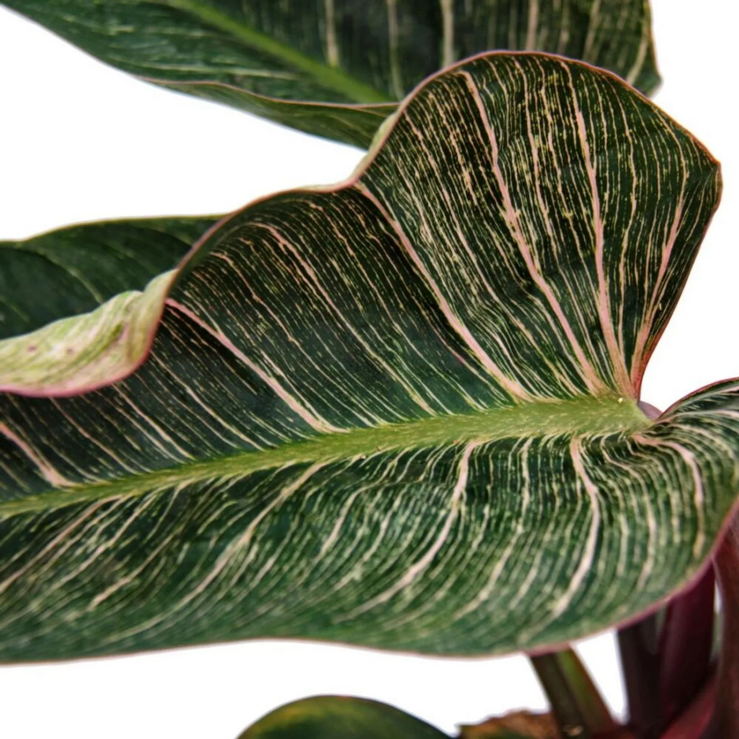 Exotenherz Philodendron Erubescens Pink Bikini Rosa Gestreifter Baumfreund günstig online kaufen