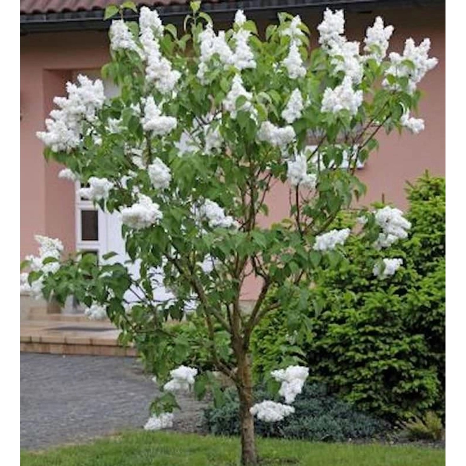 Fiederblättriger Flieder 40-60cm - Syringa pinnatifolia günstig online kaufen