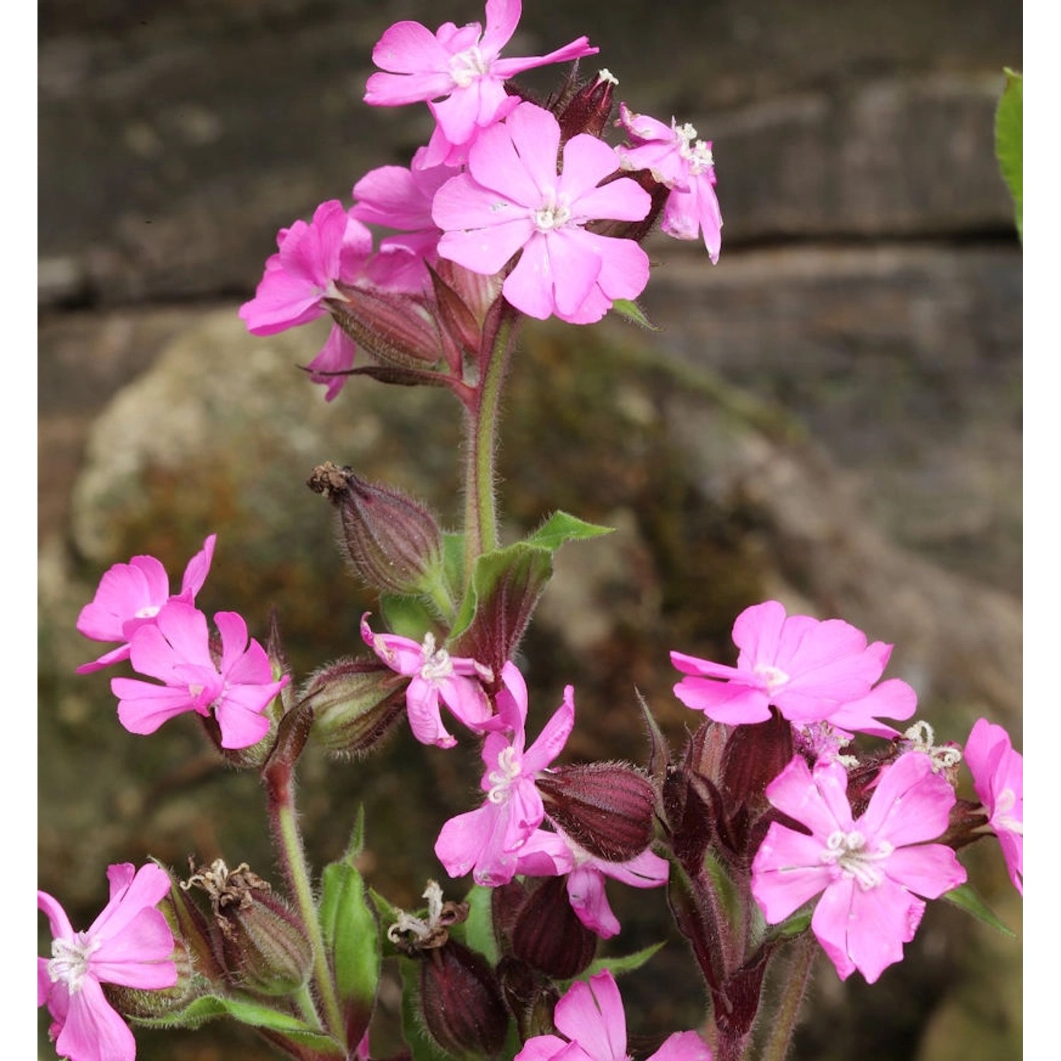 Leimkraut - Silene schafta günstig online kaufen