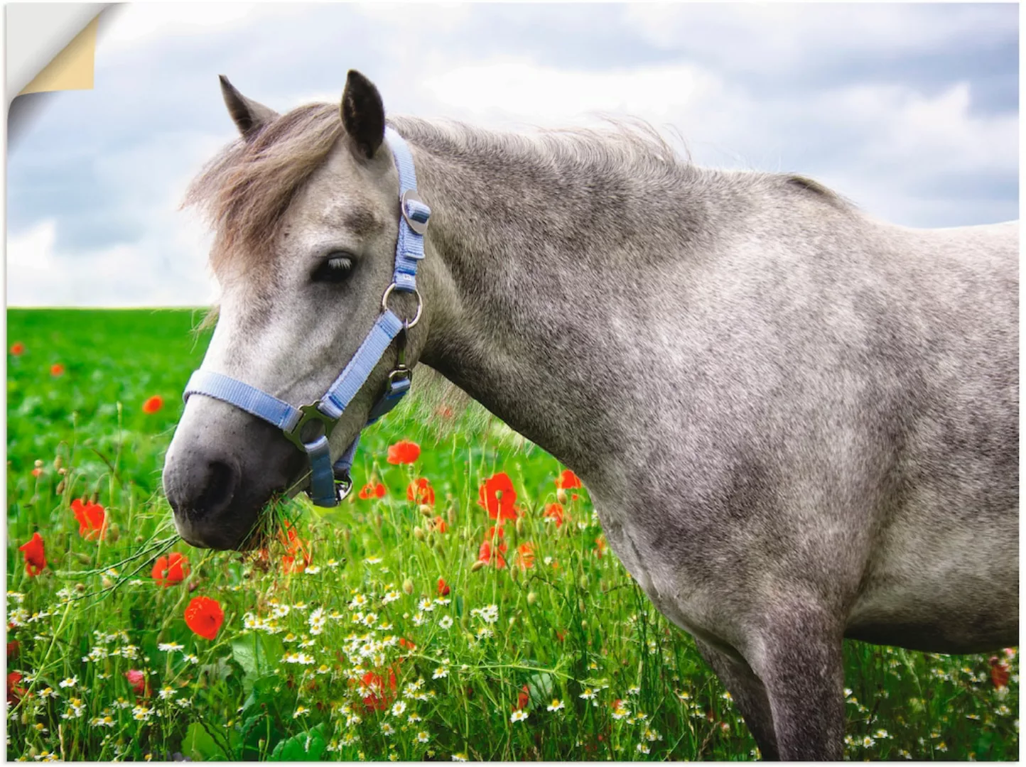 Artland Wandbild "Welshpony", Haustiere, (1 St.), als Leinwandbild, Wandauf günstig online kaufen