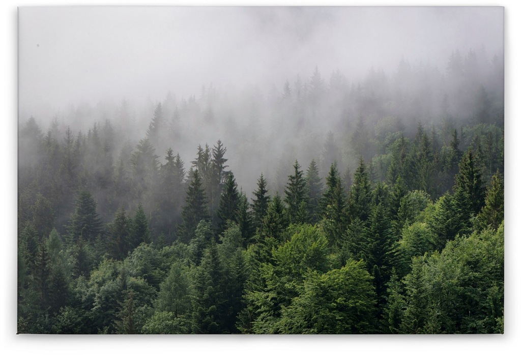 A.S. Création Leinwandbild "Foggy Fir Trees", Kunst-Wald-Kinder, (1 St.), W günstig online kaufen