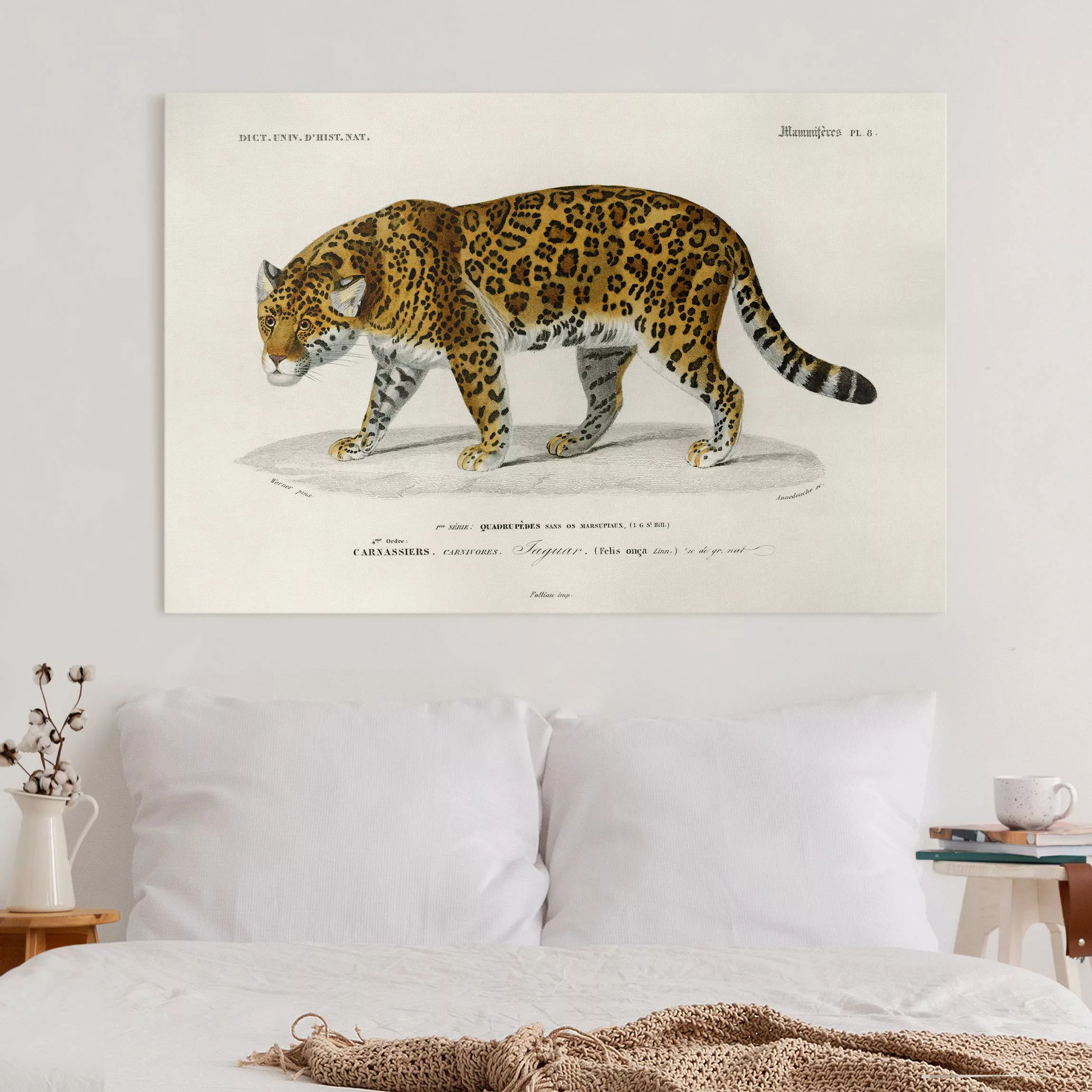 Leinwandbild Vintage Lehrtafel Jaguar günstig online kaufen