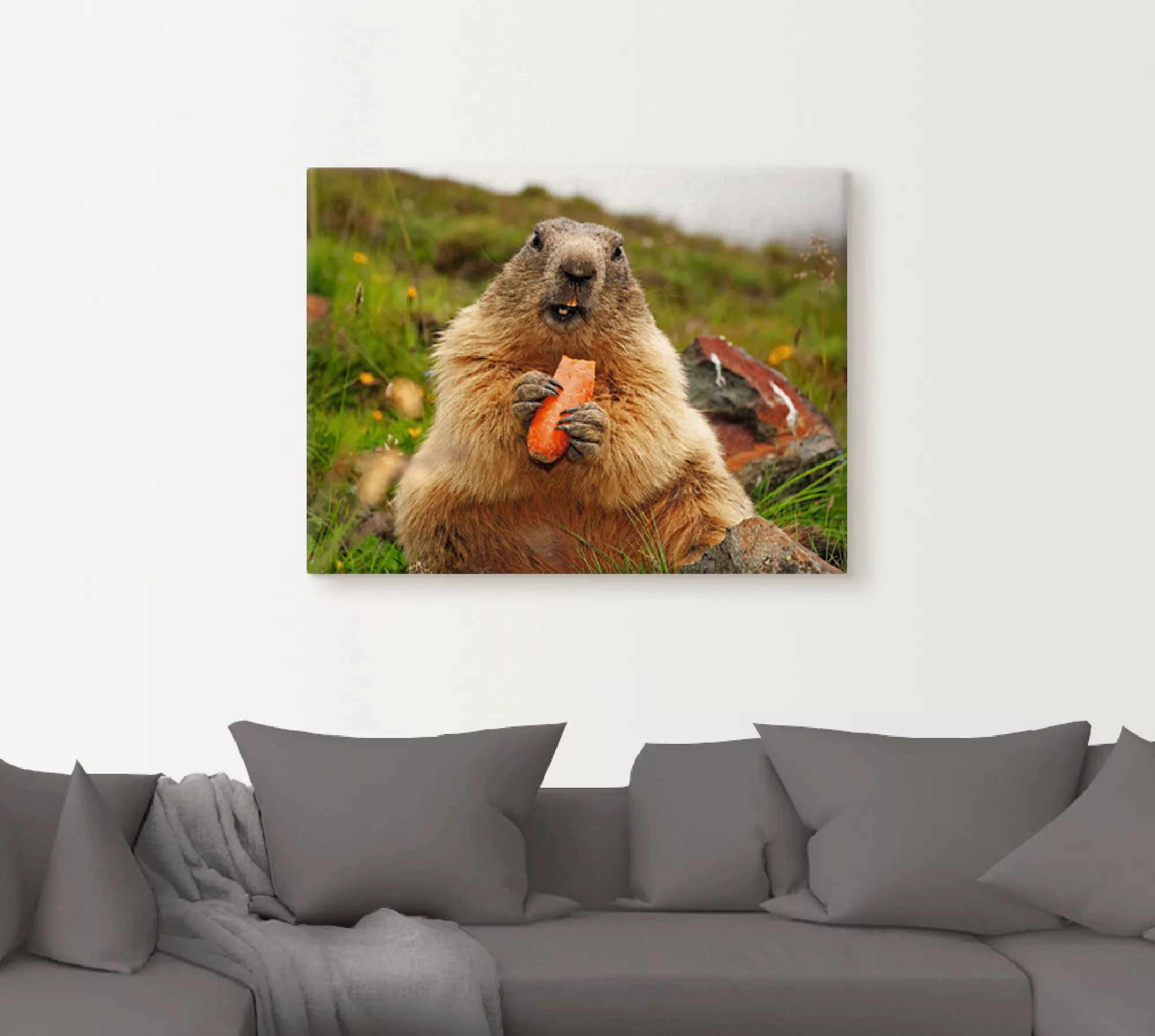 Artland Wandbild "Murmeltier", Wildtiere, (1 St.), als Leinwandbild, Poster günstig online kaufen