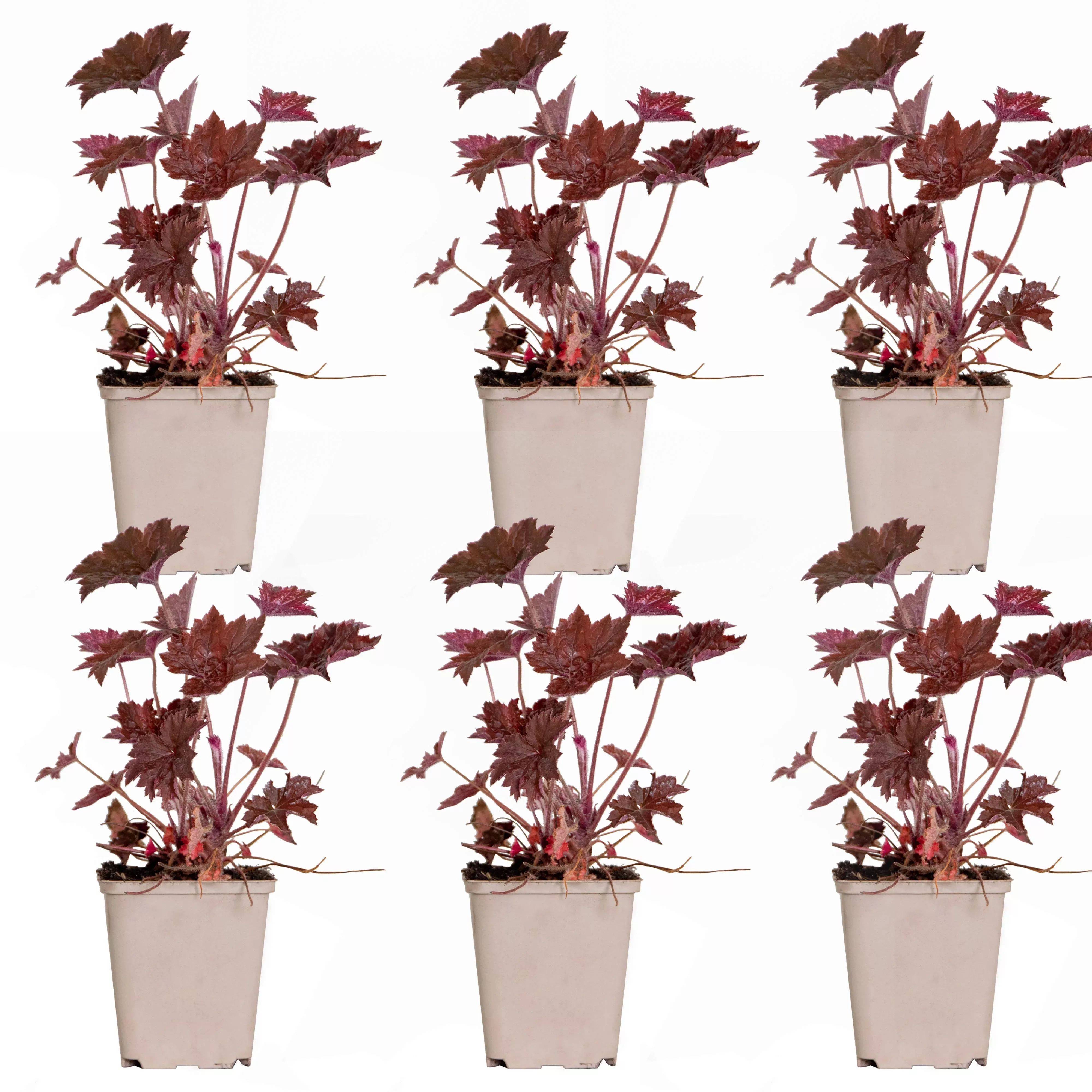 Casa Caron | 6er-Set Heuchera micrantha Palace Purple günstig online kaufen