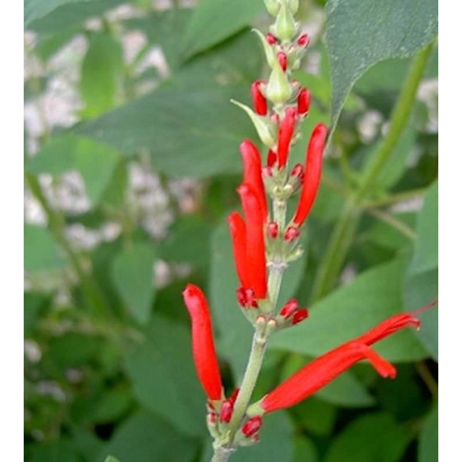 Ananas Salbei - Salvia rutilans günstig online kaufen