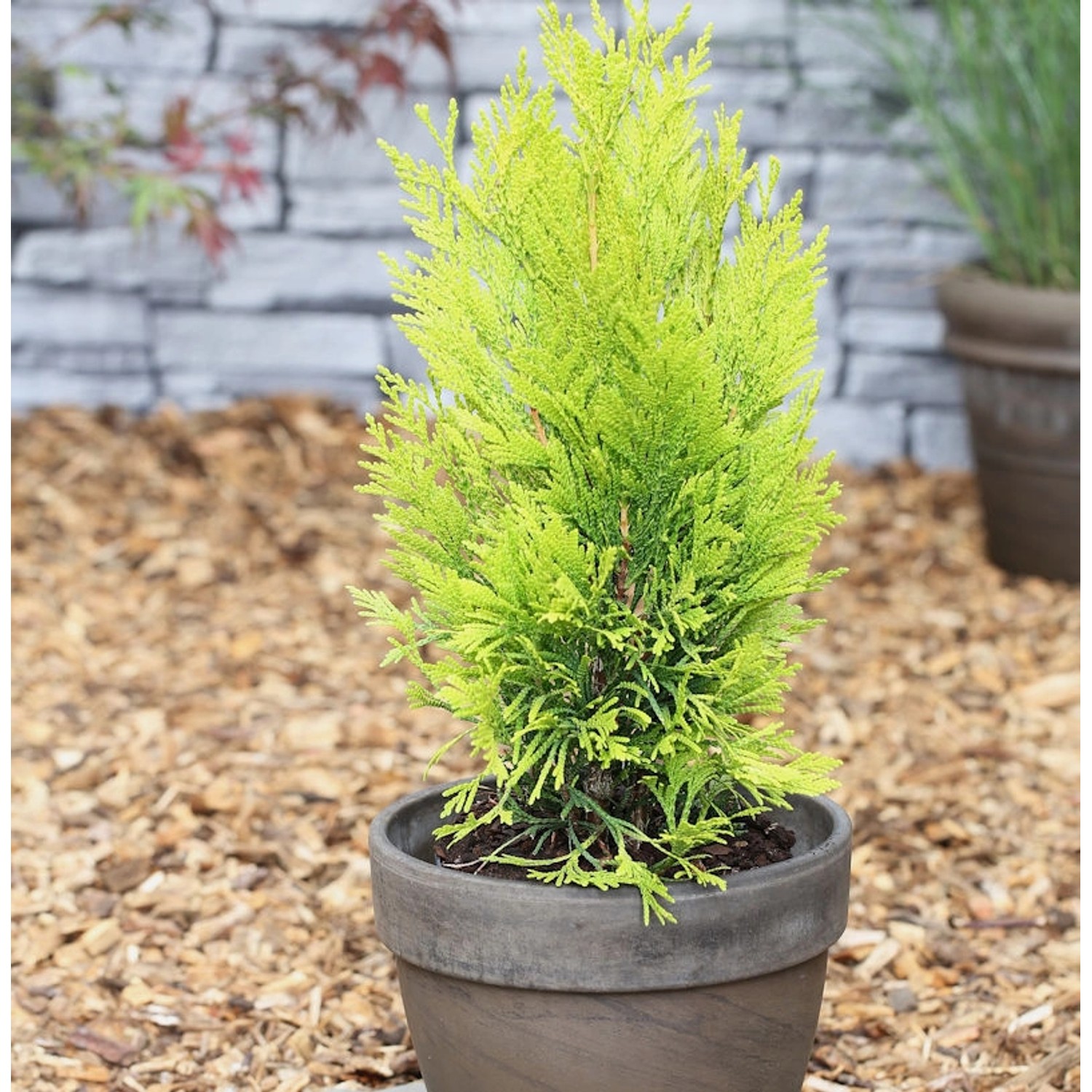 Gelber Lebensbaum 4ever Goldy 30-40cm - Thuja plicata günstig online kaufen