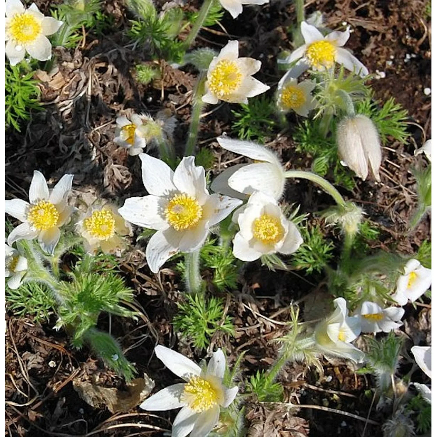 Weiße Küchenschelle - Pulsatilla vulgaris günstig online kaufen