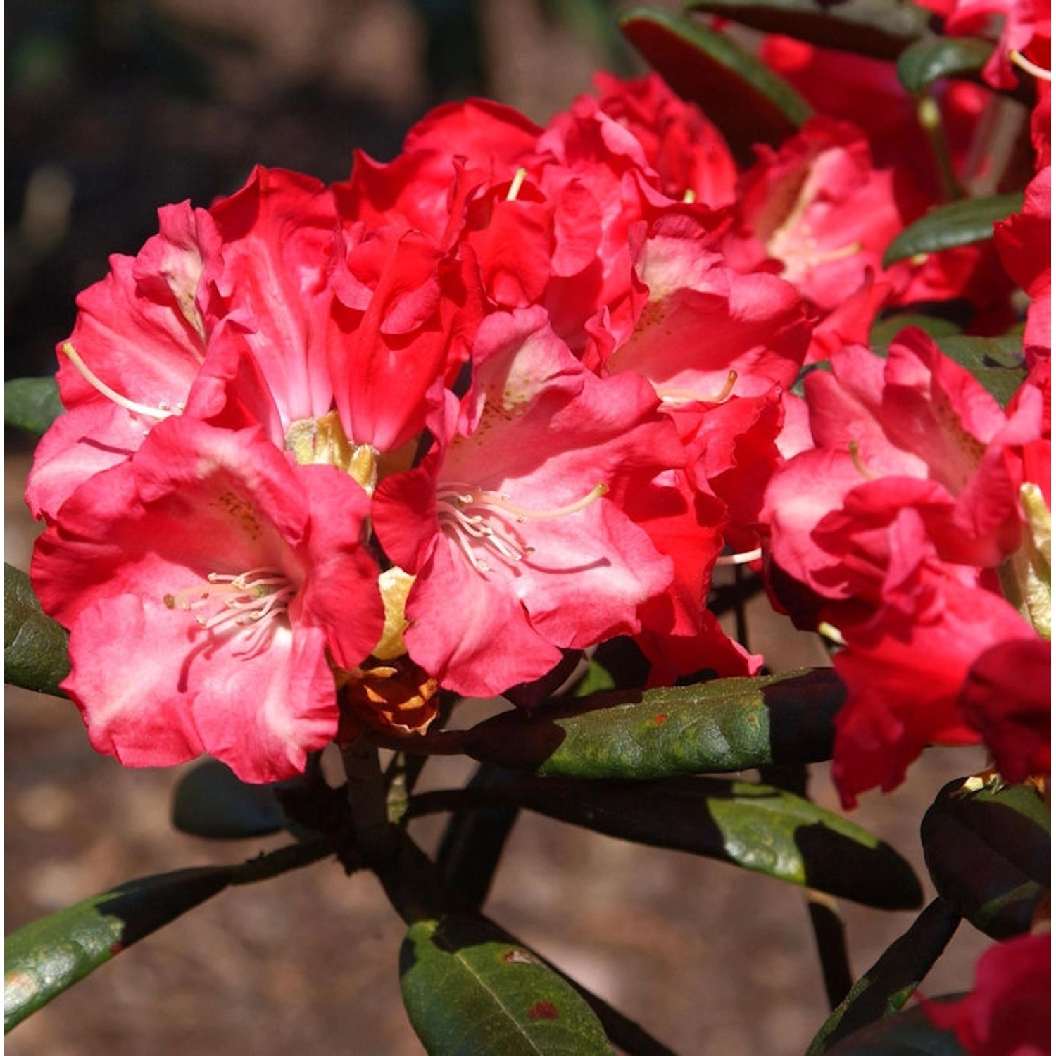 INKARHO - Rhododendron Priscilla 20-25cm - Alpenrose günstig online kaufen