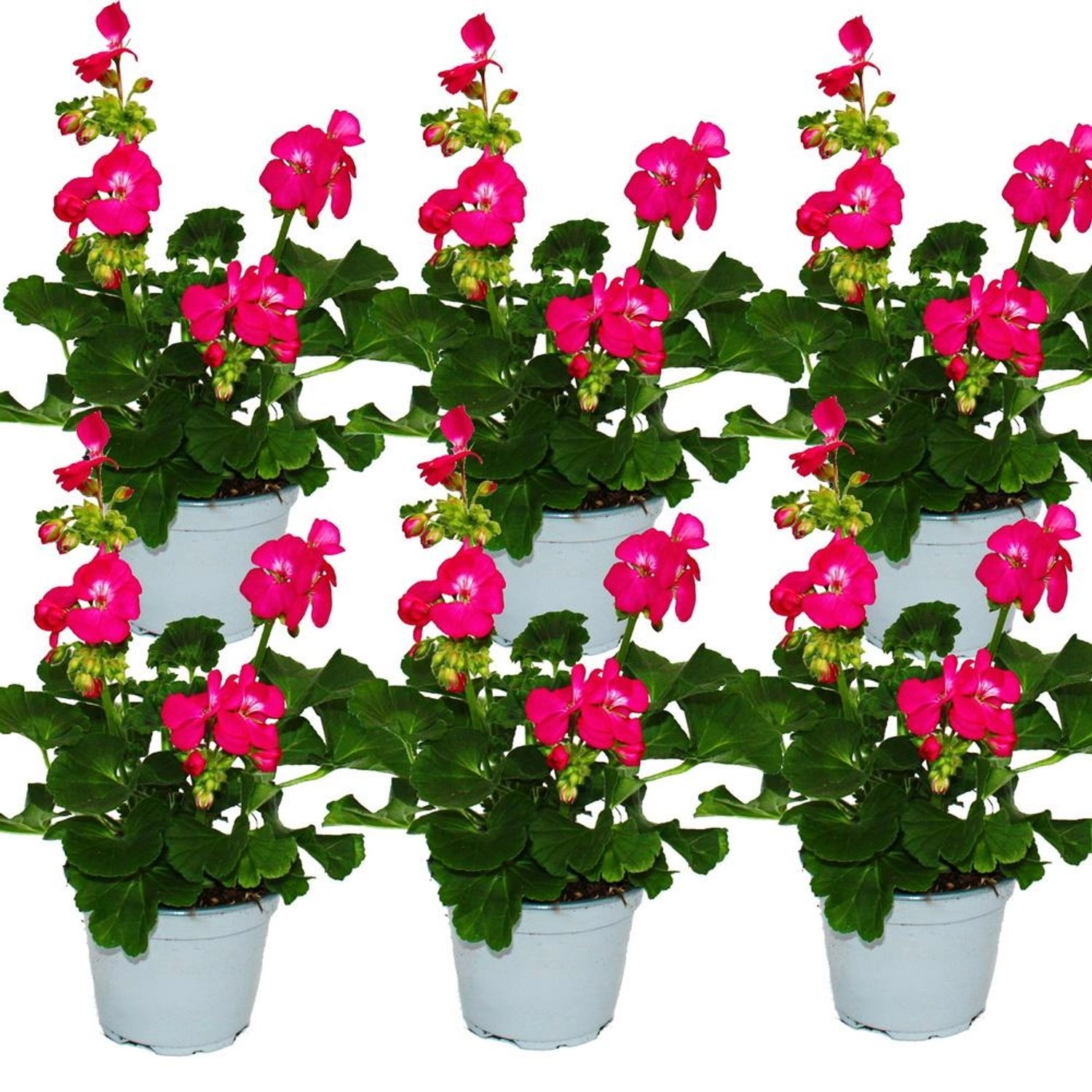 Exotenherz Geranien Stehend Pelargonium Zonale 12cm Topf Set mit 6 Pflanzen günstig online kaufen