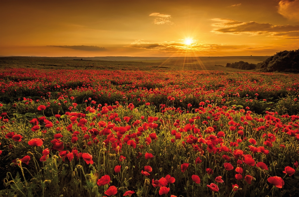 Bönninghoff Leinwandbild "Mohnblumenwiese", Blumenwiese, (1 St.), BxH: 118x günstig online kaufen