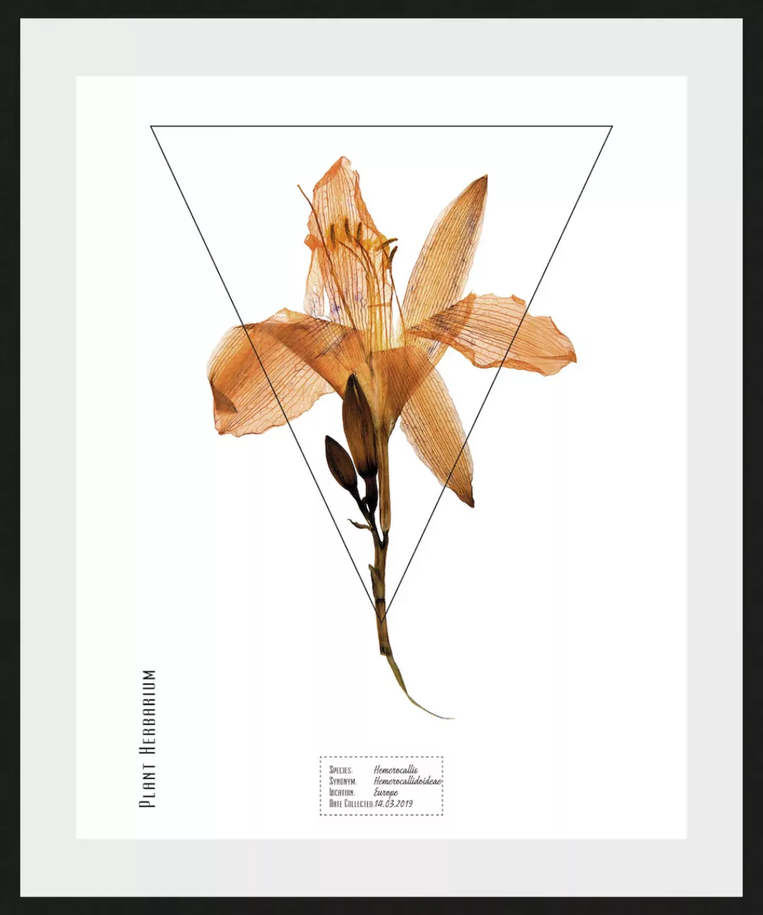 queence Bild "Hemerocallis", (1 St.) günstig online kaufen