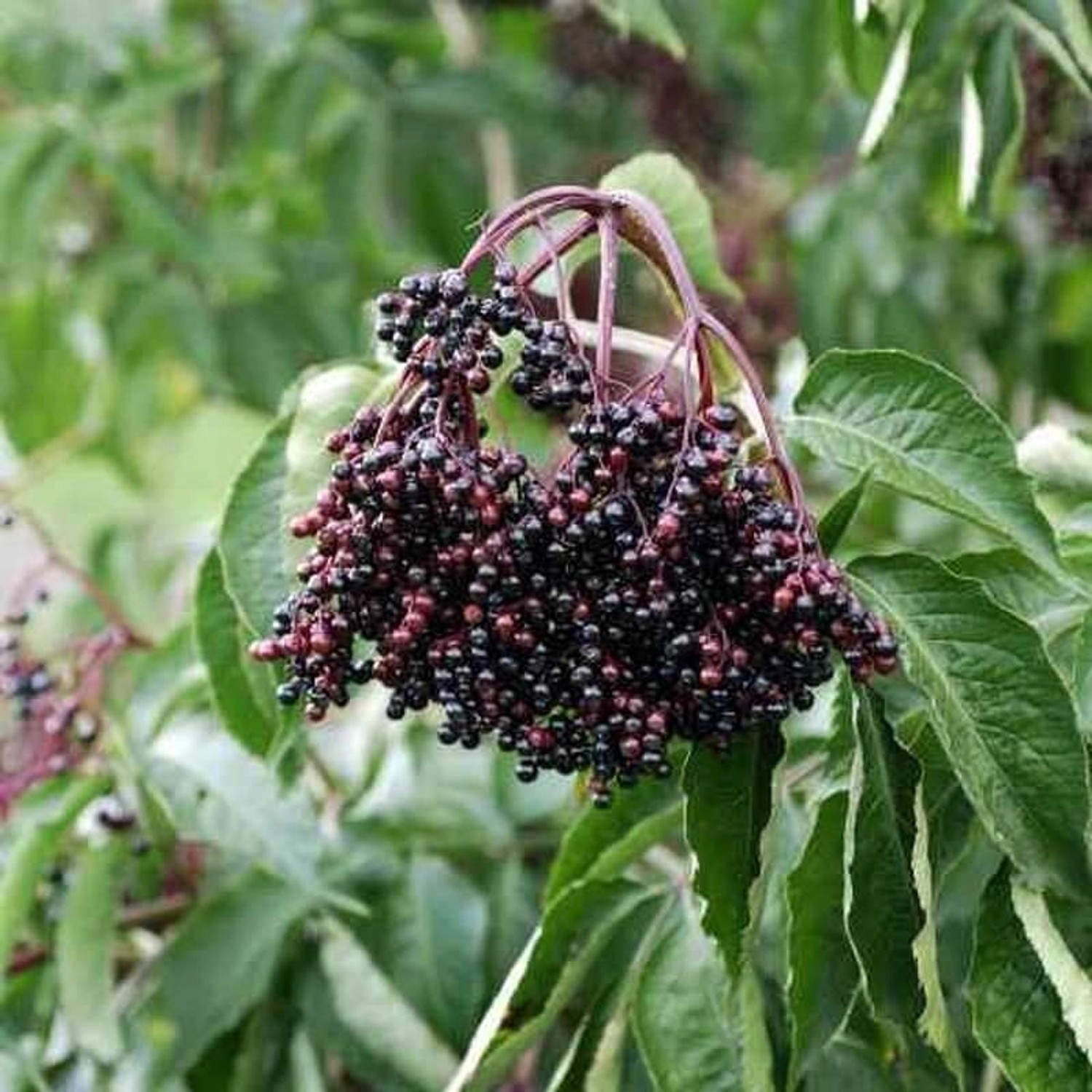 Großfrüchtiger Holunder Haschberg 40-60cm - Sambucus nigra günstig online kaufen