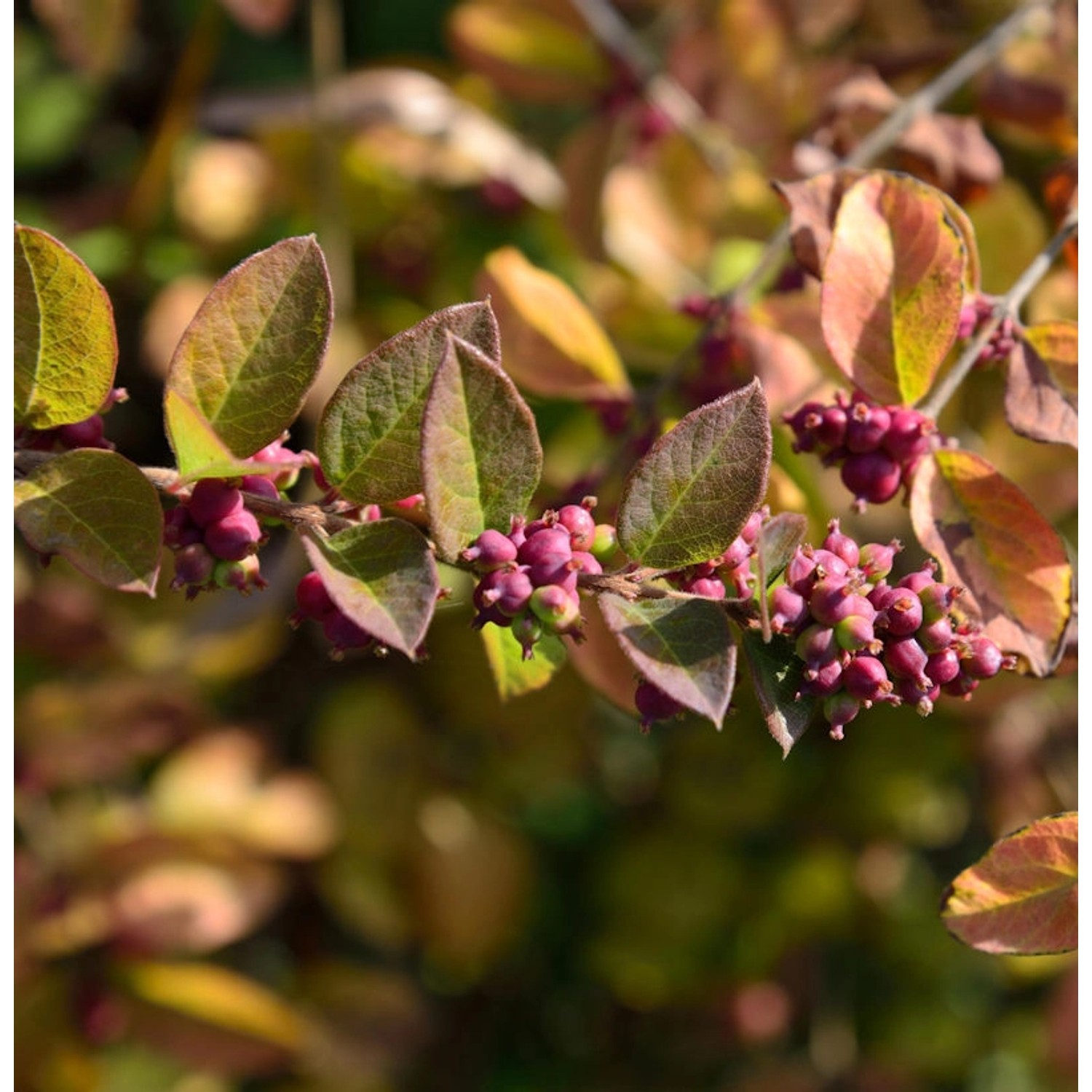 Korallenbeere 60-80cm - Symphoricarpos orbiculatus günstig online kaufen