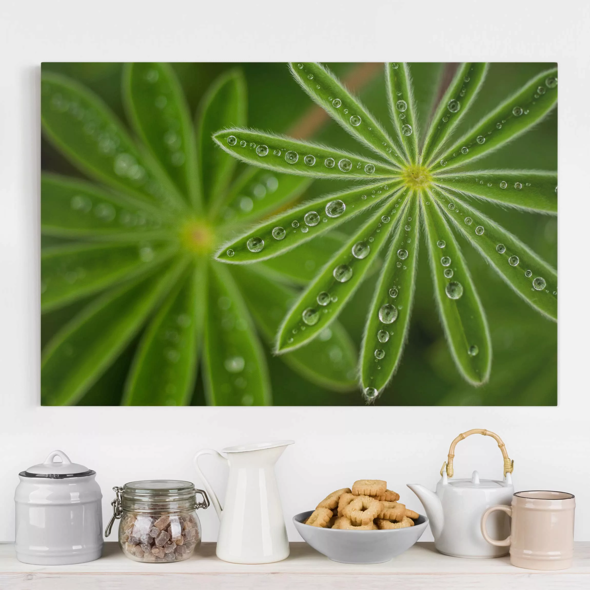 Leinwandbild Botanik - Querformat Morgentau auf Lupinenblättern günstig online kaufen
