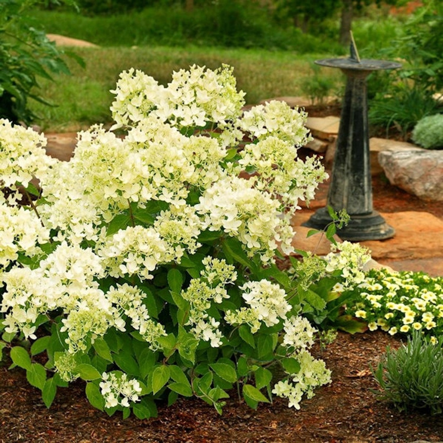 Rispenhortensie Mont Blanc 40-60cm - Hydrangea paniculata günstig online kaufen