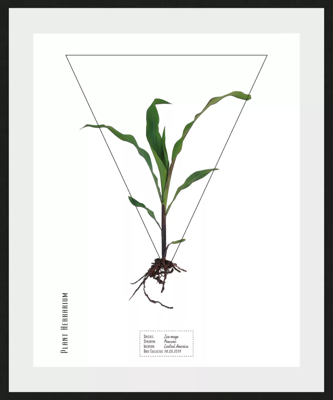 queence Bild »Zea mays«, (1 St.) günstig online kaufen