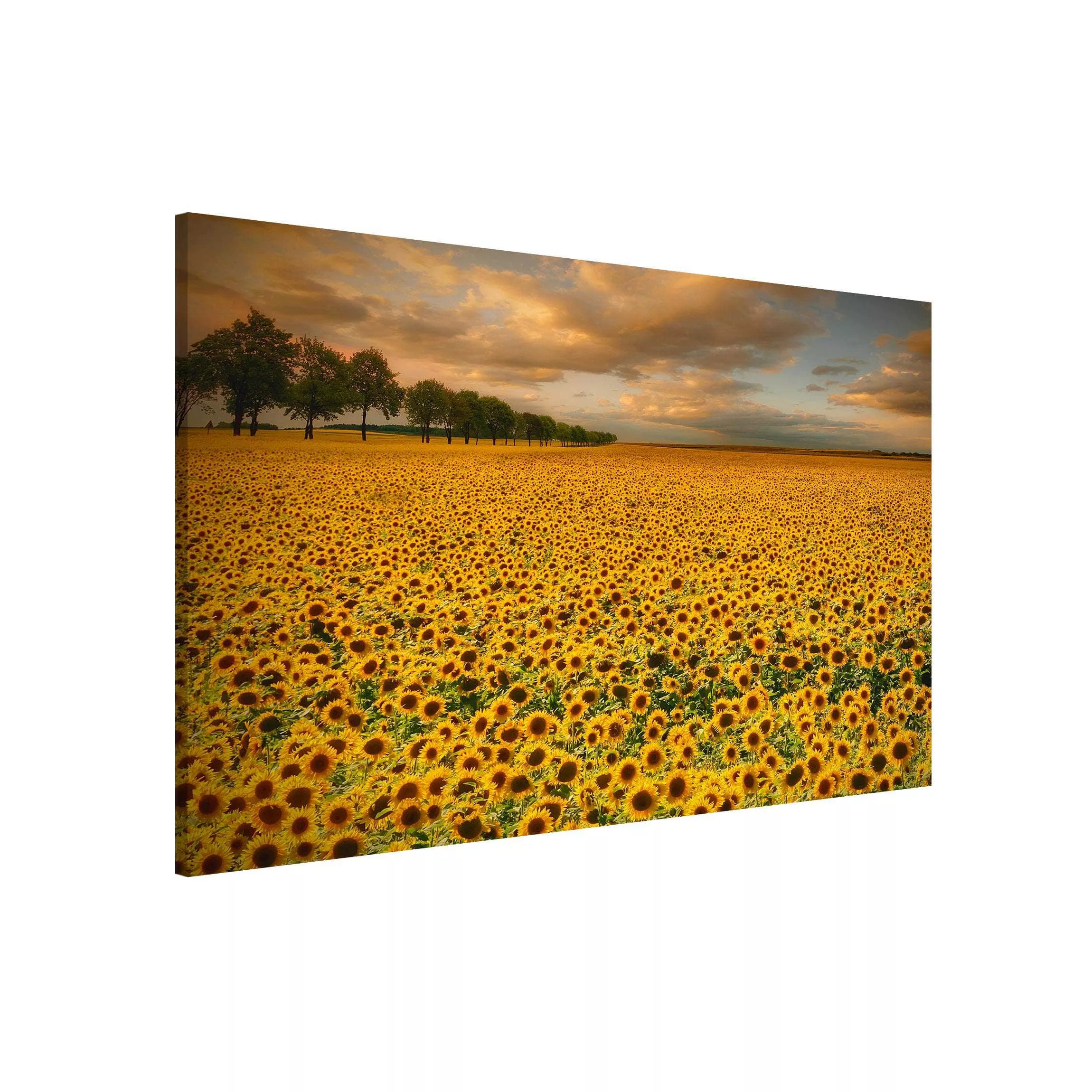 Magnettafel Blumen - Querformat 3:2 Feld mit Sonnenblumen günstig online kaufen