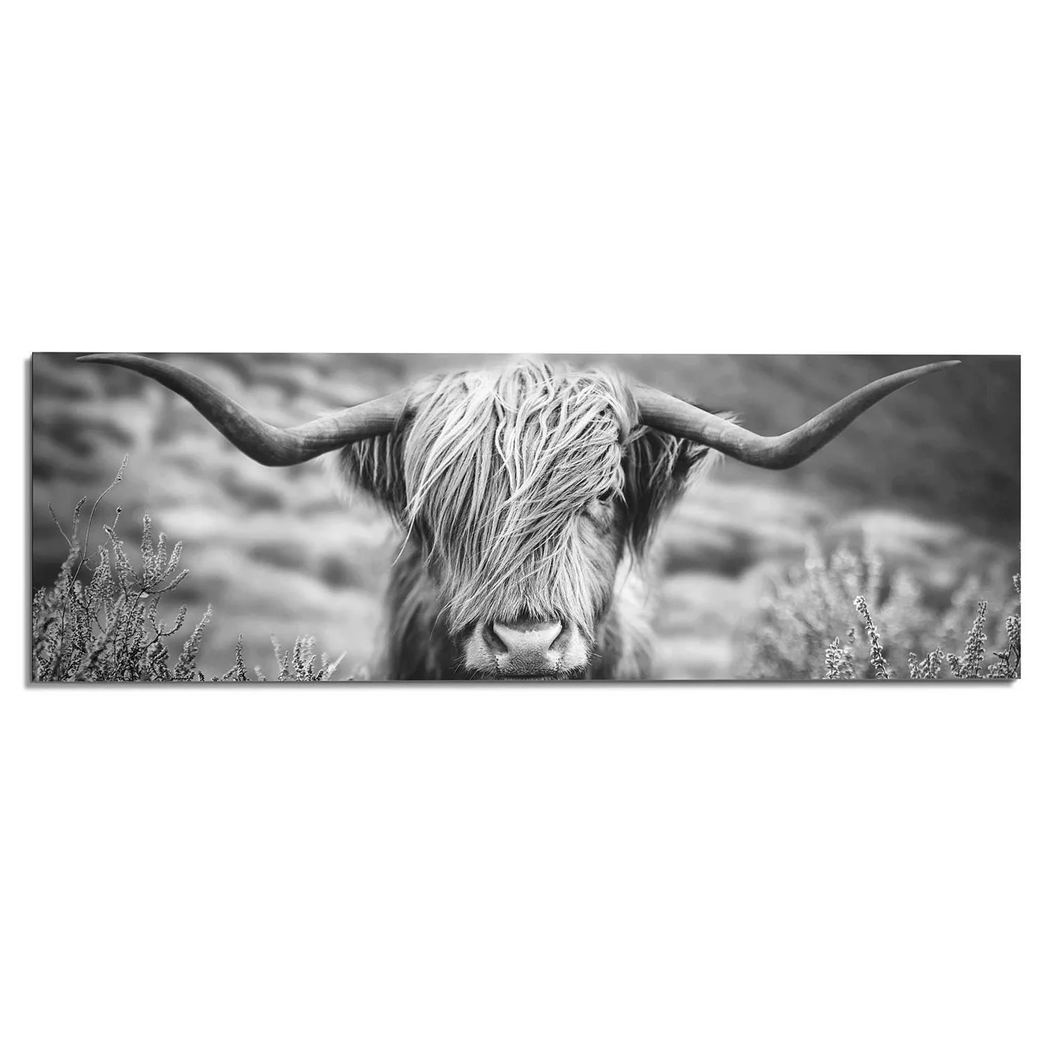 Reinders! Wandbild »Wandbild Highlander Bulle Tiermotiv - Nahaufnahme - Hoc günstig online kaufen