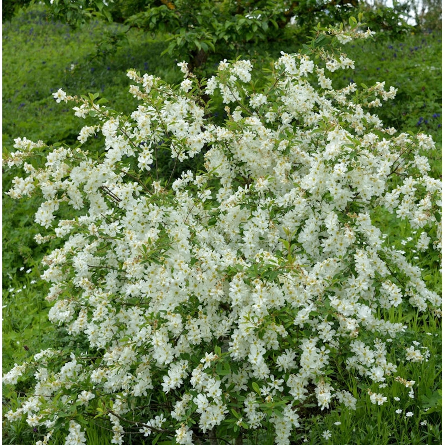 Prunkspiere Blushing Pearl 40-60cm - Exochorda racemosa günstig online kaufen