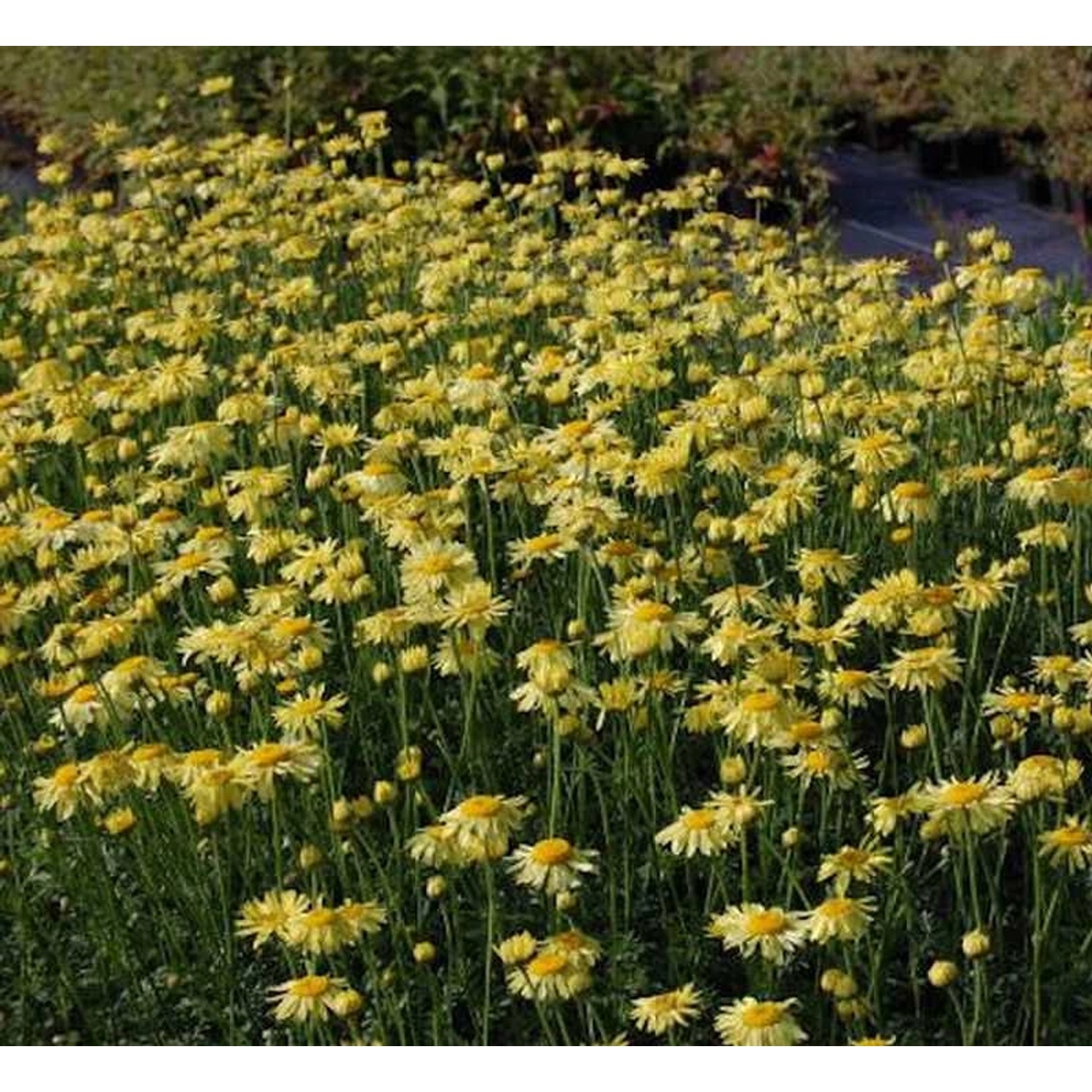 Färberkamille E.C. Buxton - Anthemis tinctoria günstig online kaufen