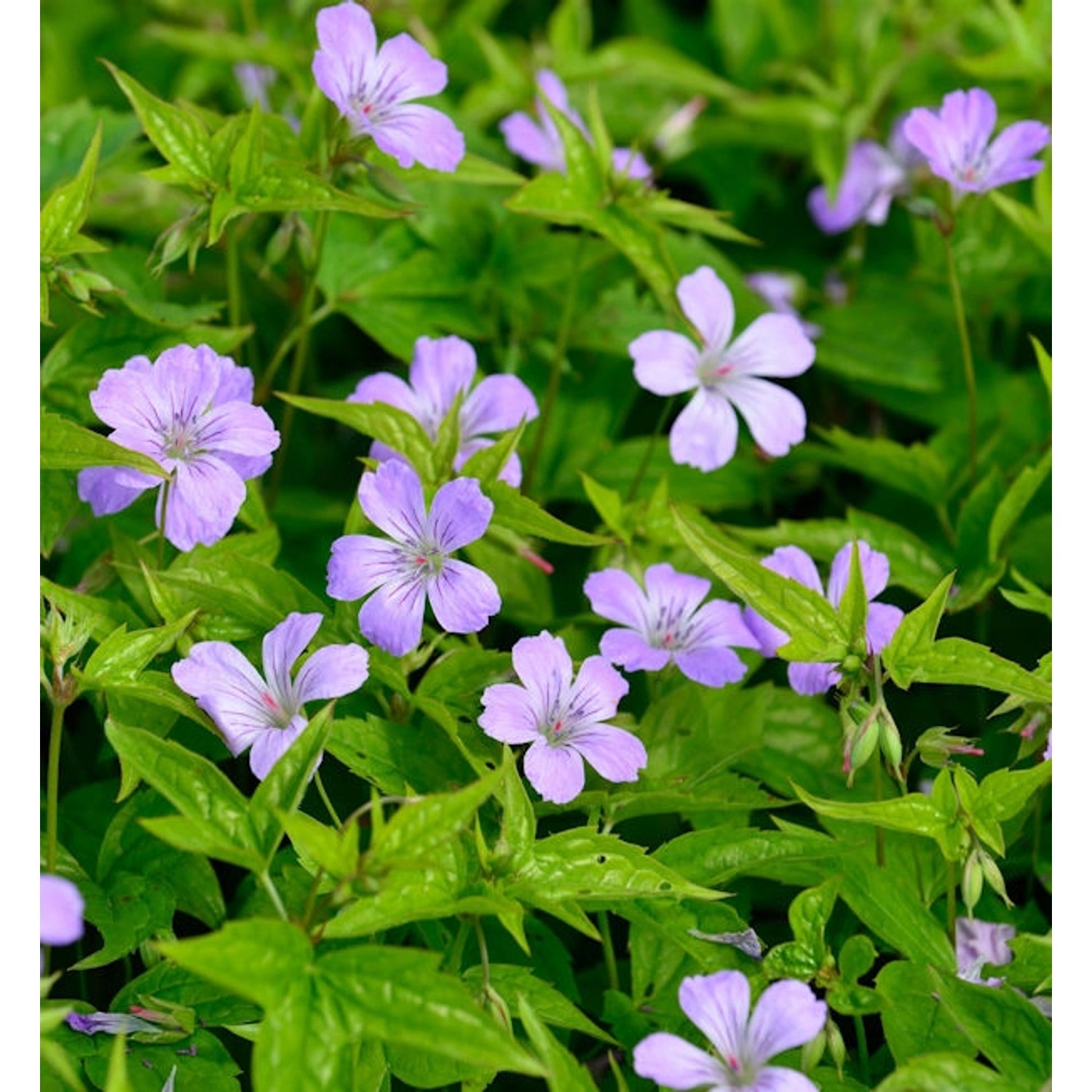 Knotiger Schatten Storchschnabel - Geranium nodosum günstig online kaufen