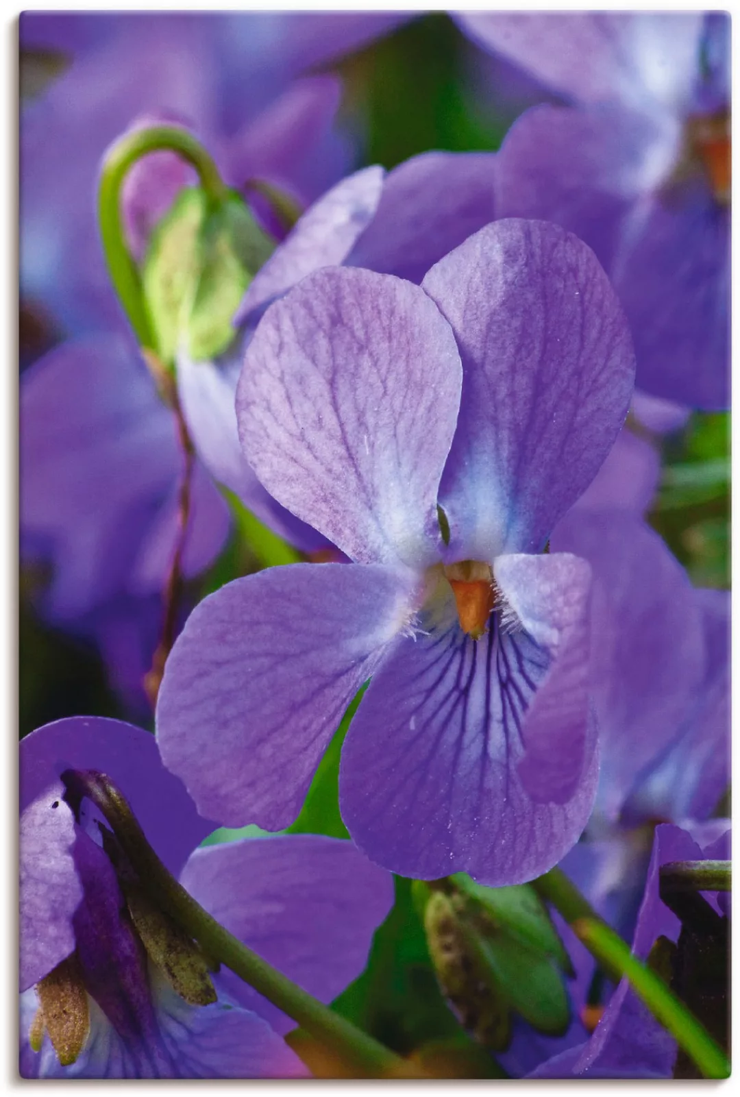 Artland Leinwandbild "Veilchen", Blumen, (1 St.), auf Keilrahmen gespannt günstig online kaufen