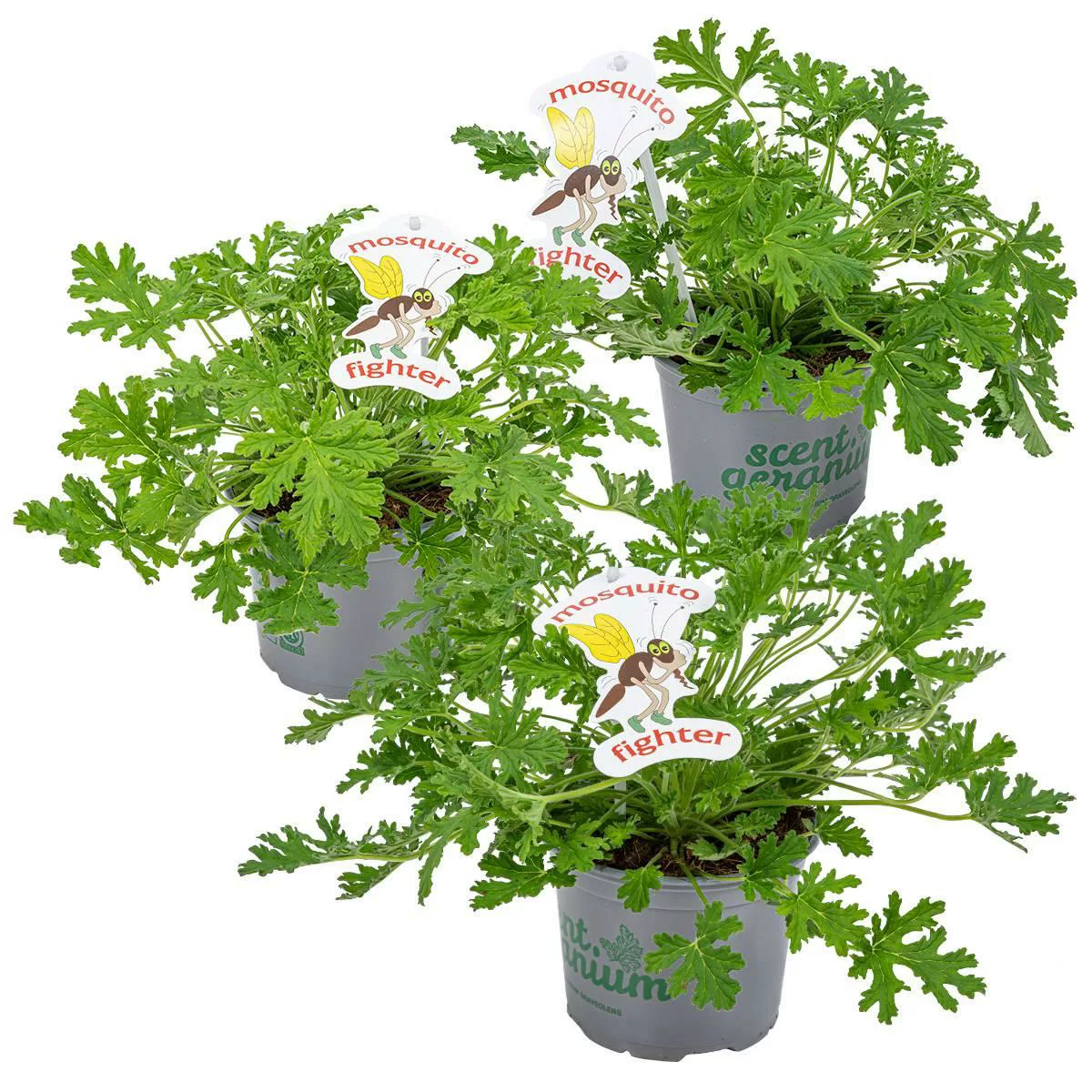 Casa Caron | Satz von 3 Pelargonium Graveolens günstig online kaufen