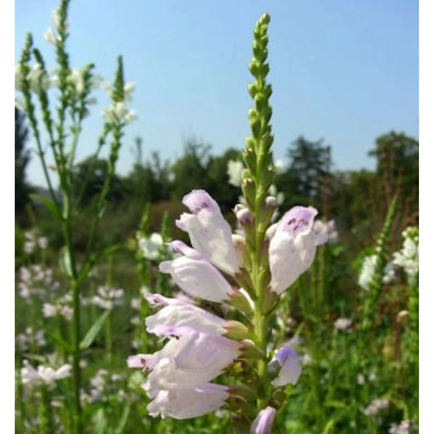 Gelenkblume Summer Snow - Physostegia virginiana günstig online kaufen