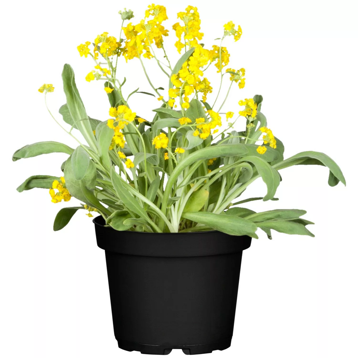 Felsen-Steinkraut Compactum Goldkugel Gelb Topf-Ø ca. 9 cm x 9 cm Alyssum günstig online kaufen