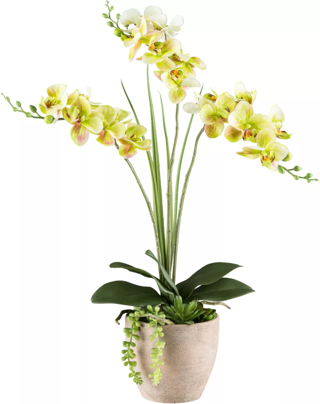 Creativ green Kunstorchidee "Orchidee Phalaenopsis", mit Sukkulenten und Gr günstig online kaufen