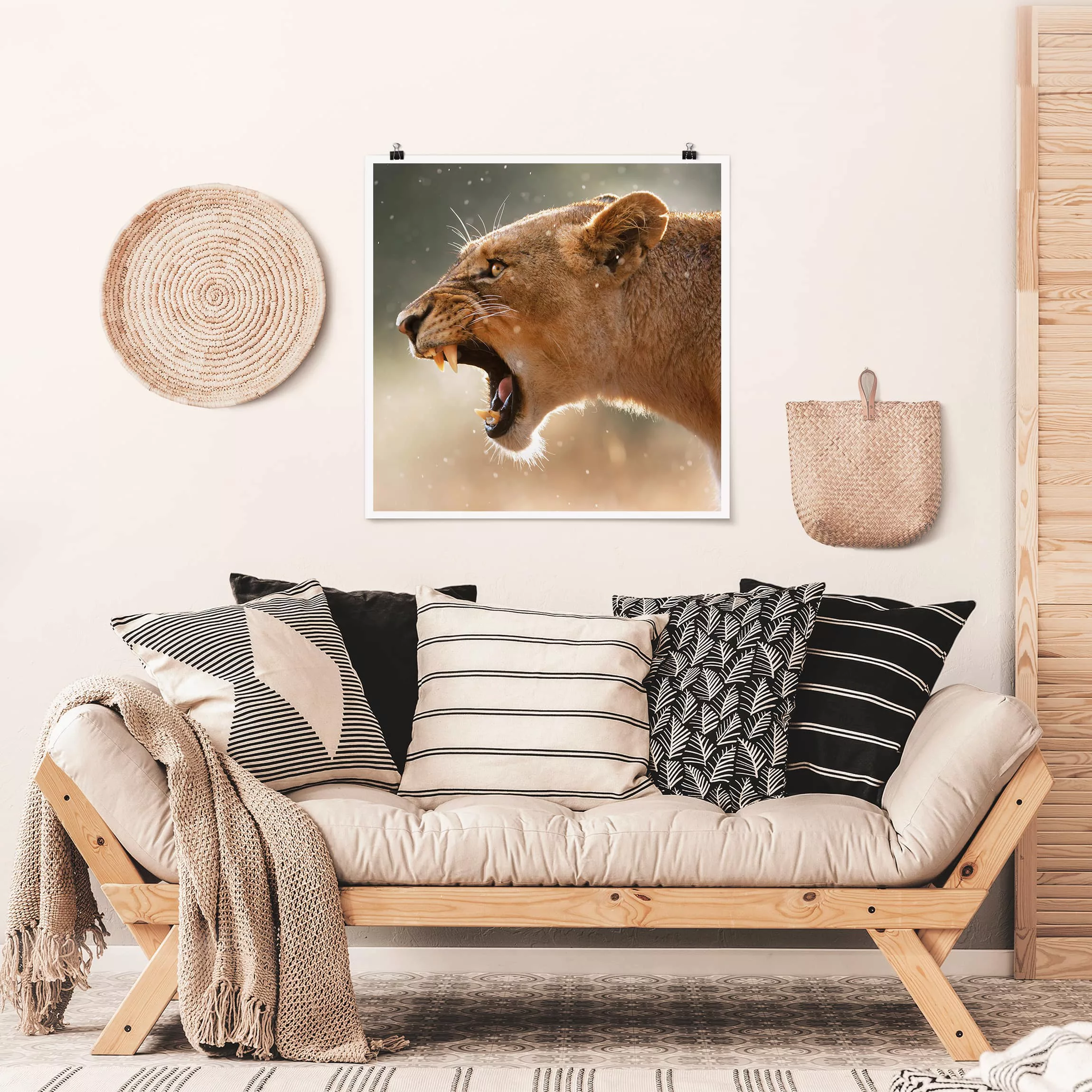 Poster Tiere - Quadrat Löwin auf der Jagd günstig online kaufen
