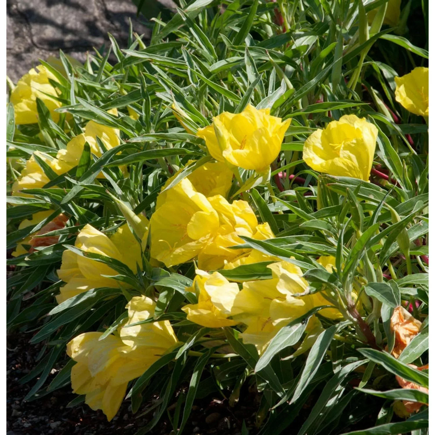 Missouri Nachtkerze African Sun - Oenothera macrocarpa günstig online kaufen