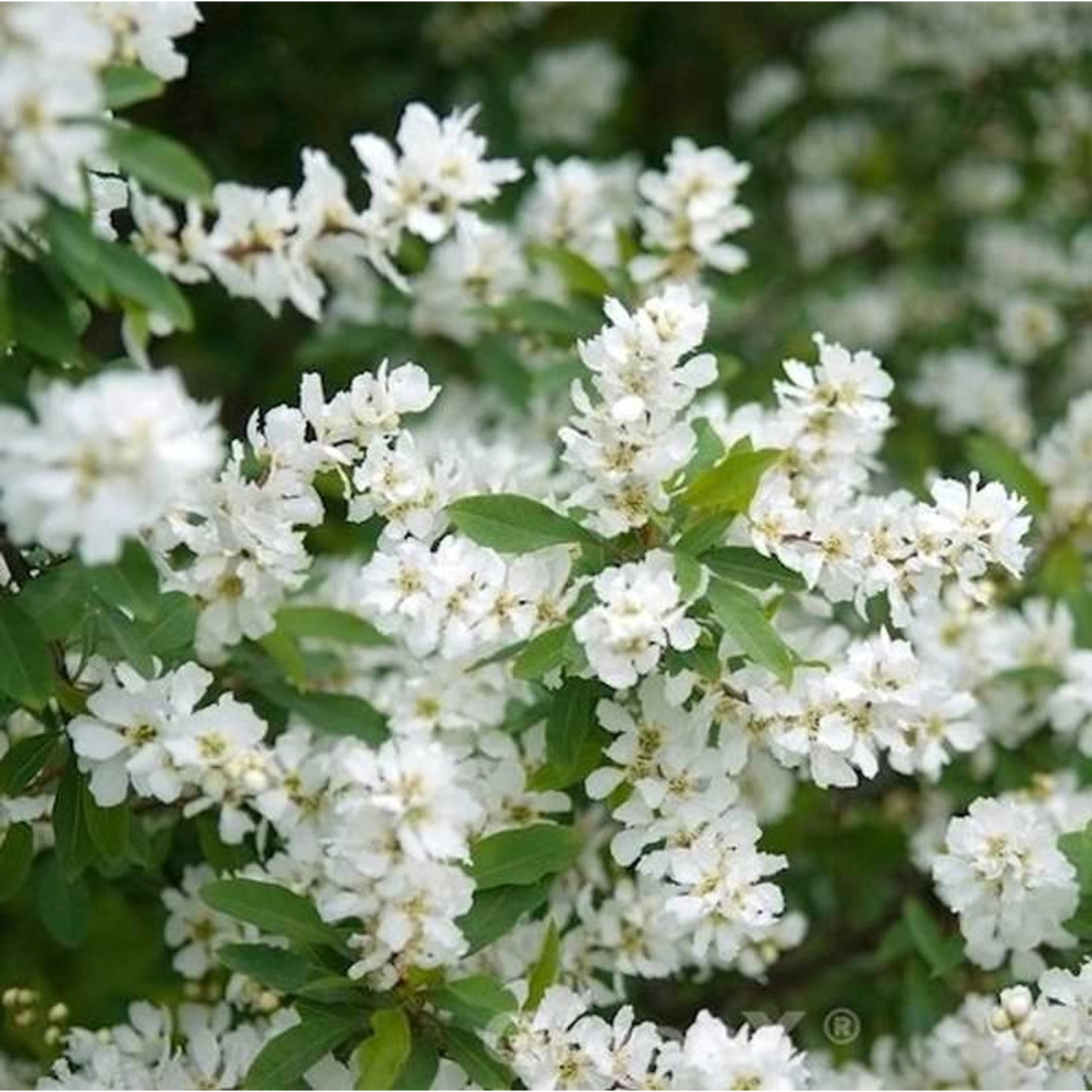 Radspiere Magical Spring Time 125-150cm - Exochorda racemosa günstig online kaufen