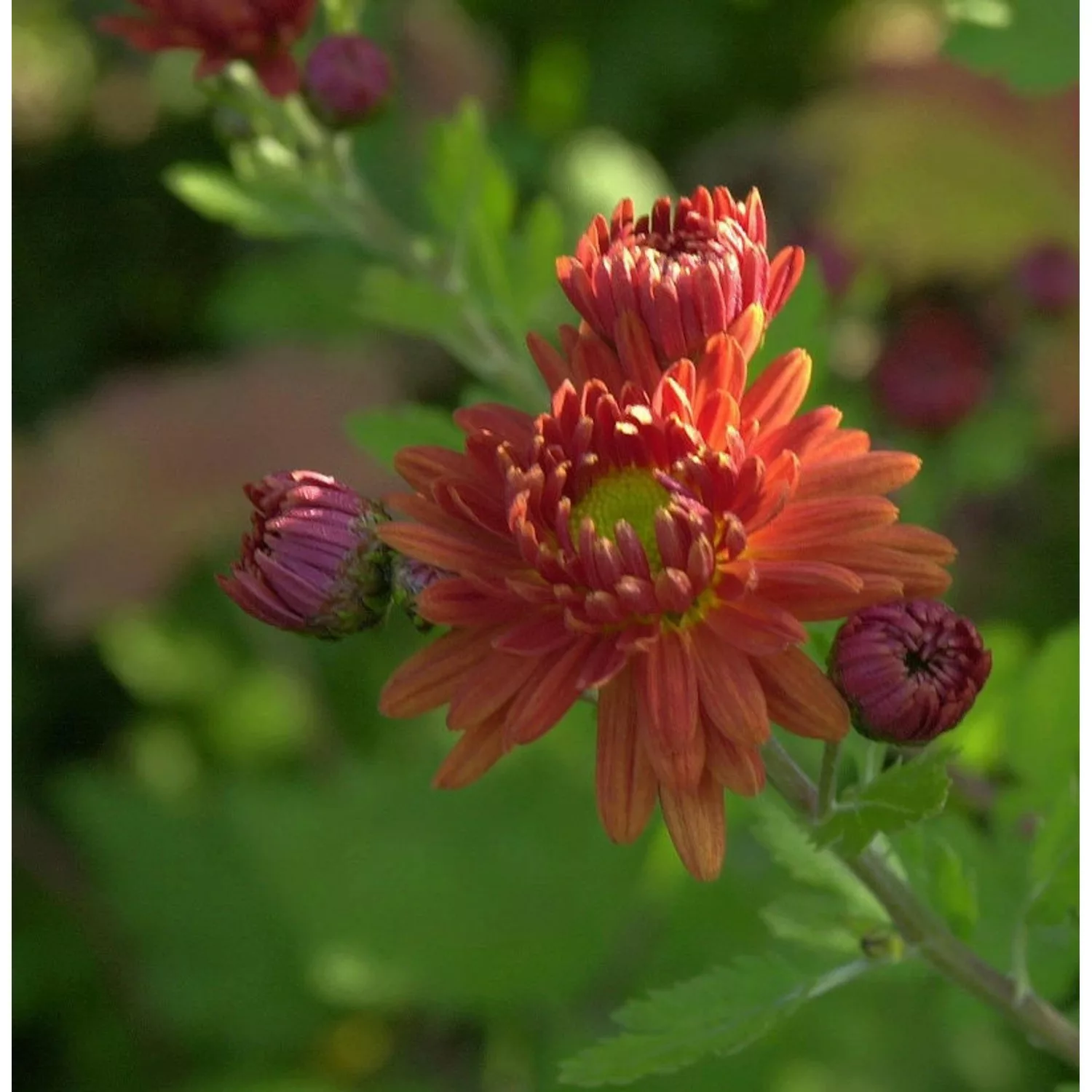 Winteraster Herbstrubin - Chrysanthemum hortorum günstig online kaufen