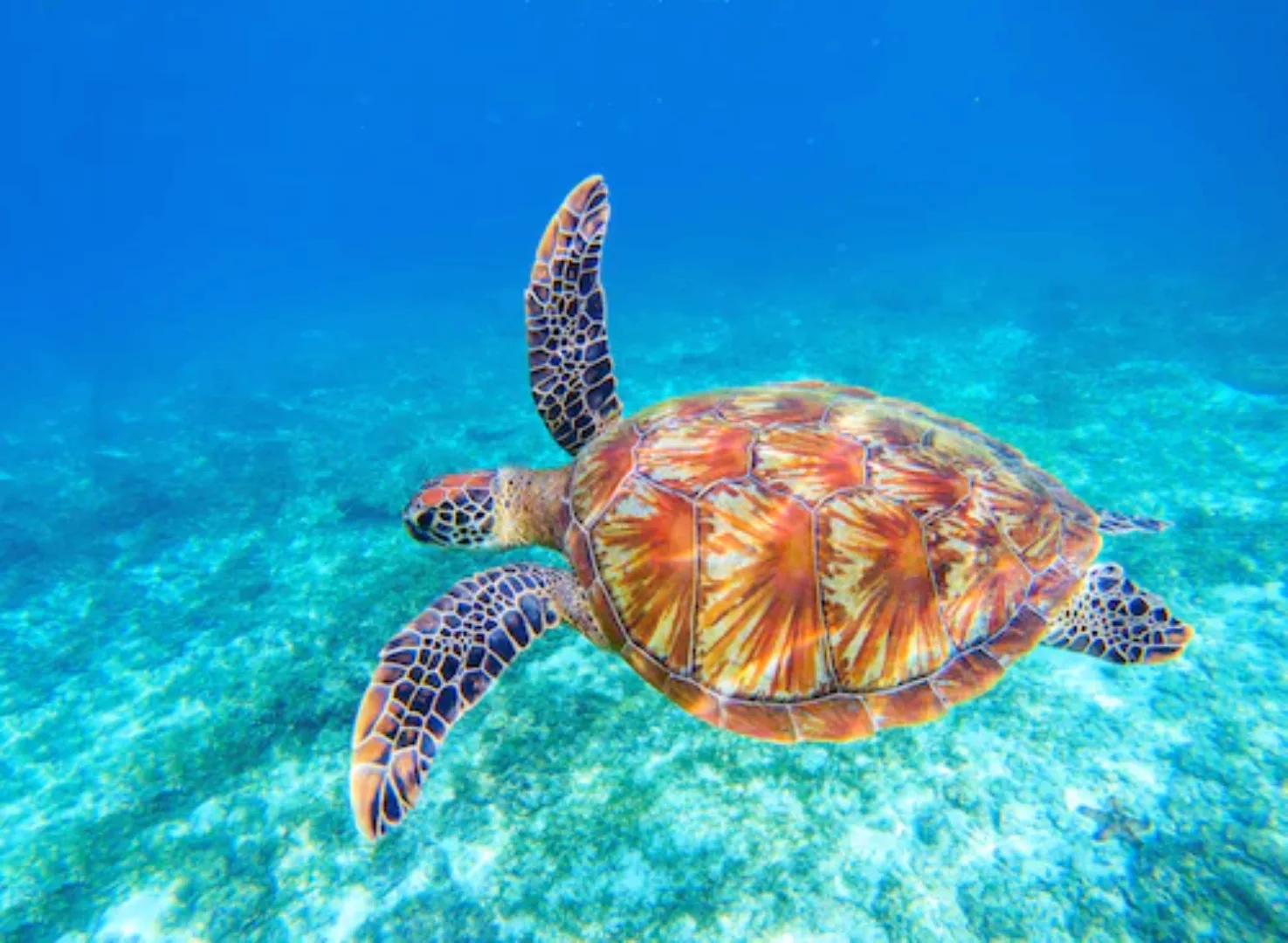 Papermoon Fototapete »Big Green Sea Turtle« günstig online kaufen